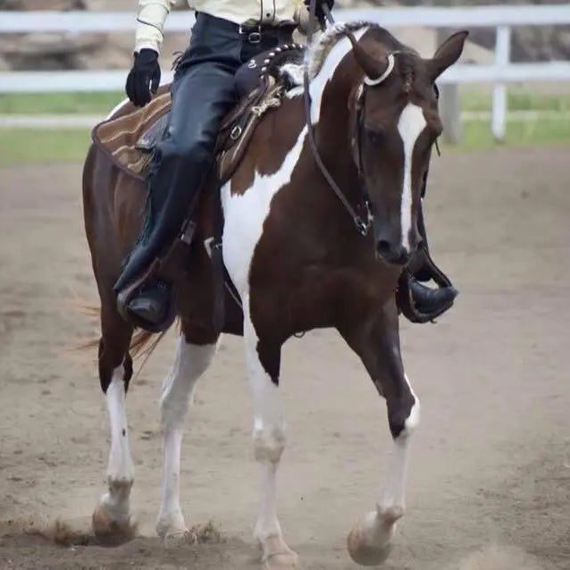 Brown and white pinto horse with white facial stripe in black saddle, Horse collection