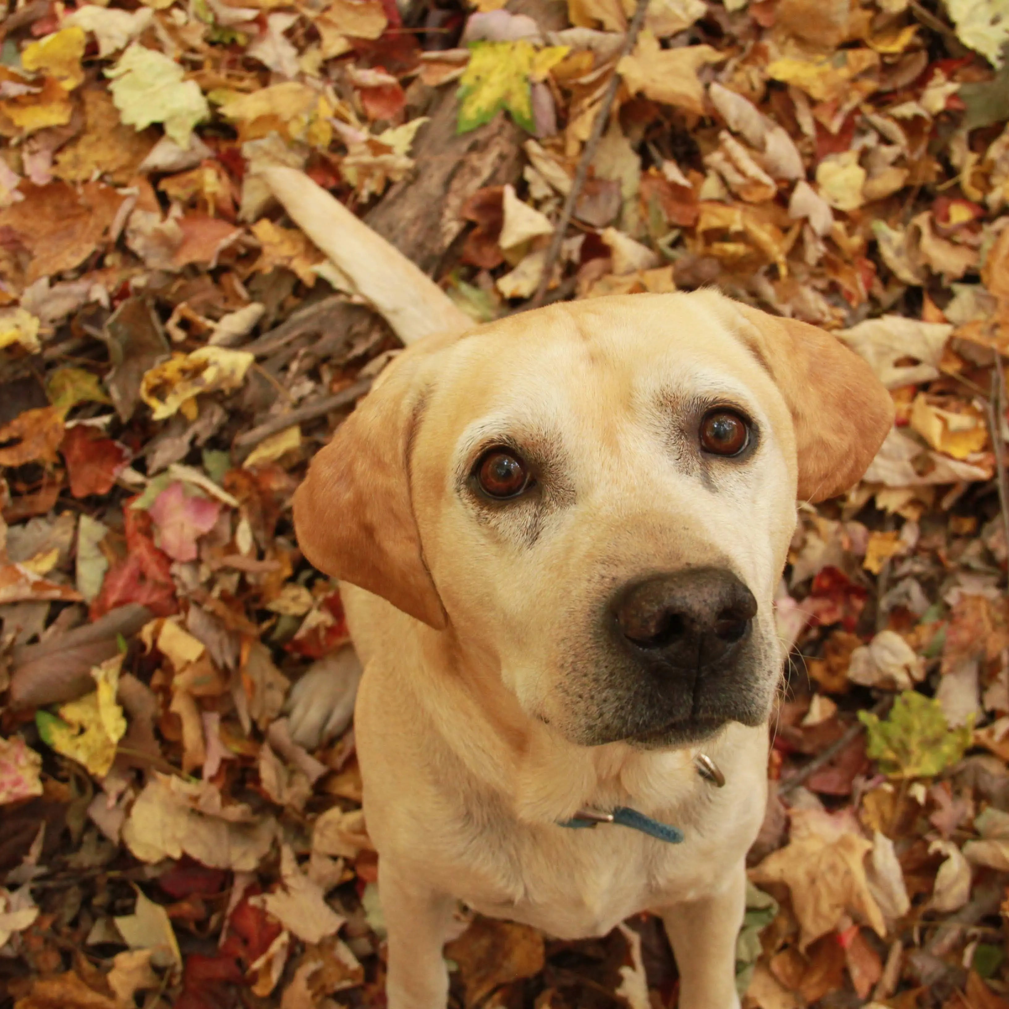 Light yellow Labrador retriever with floppy ears in autumn leaves