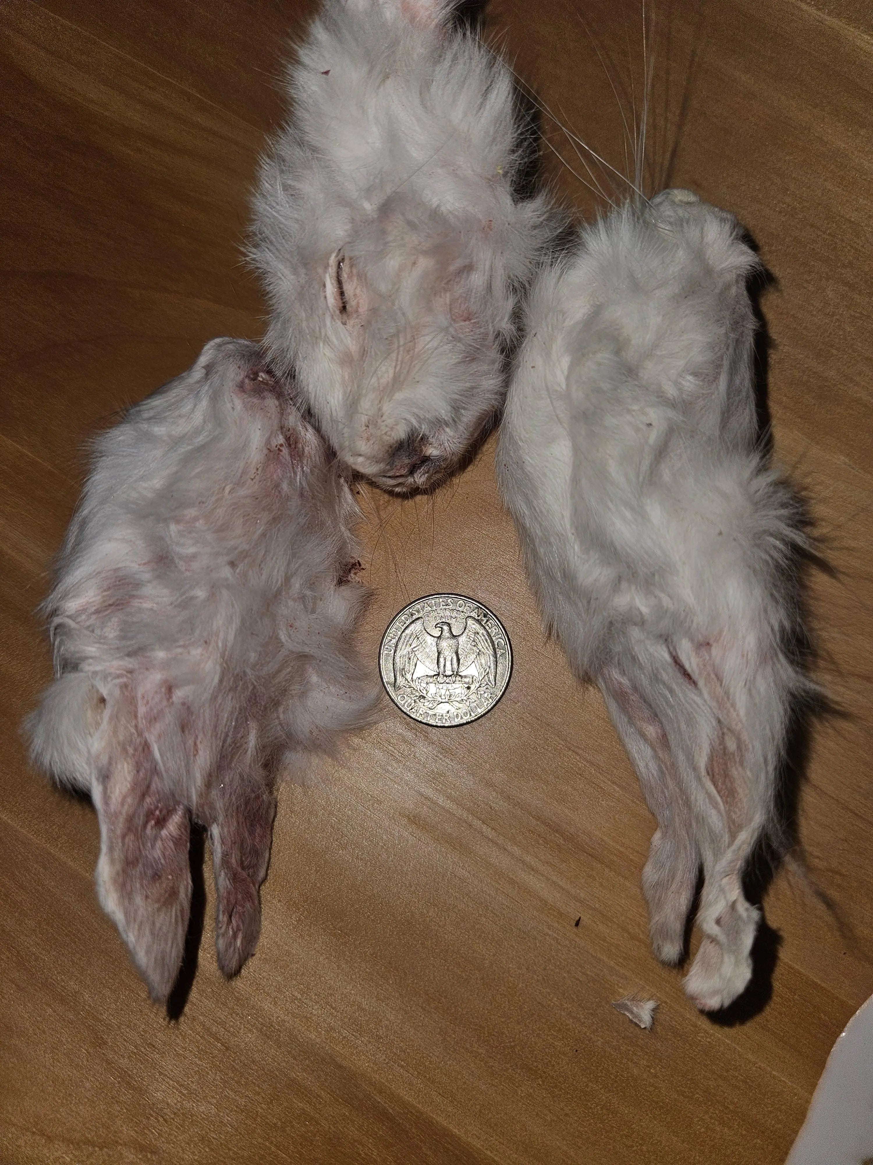Freeze Dried Rabbit Head - W/Ears - Baby Whole - Single