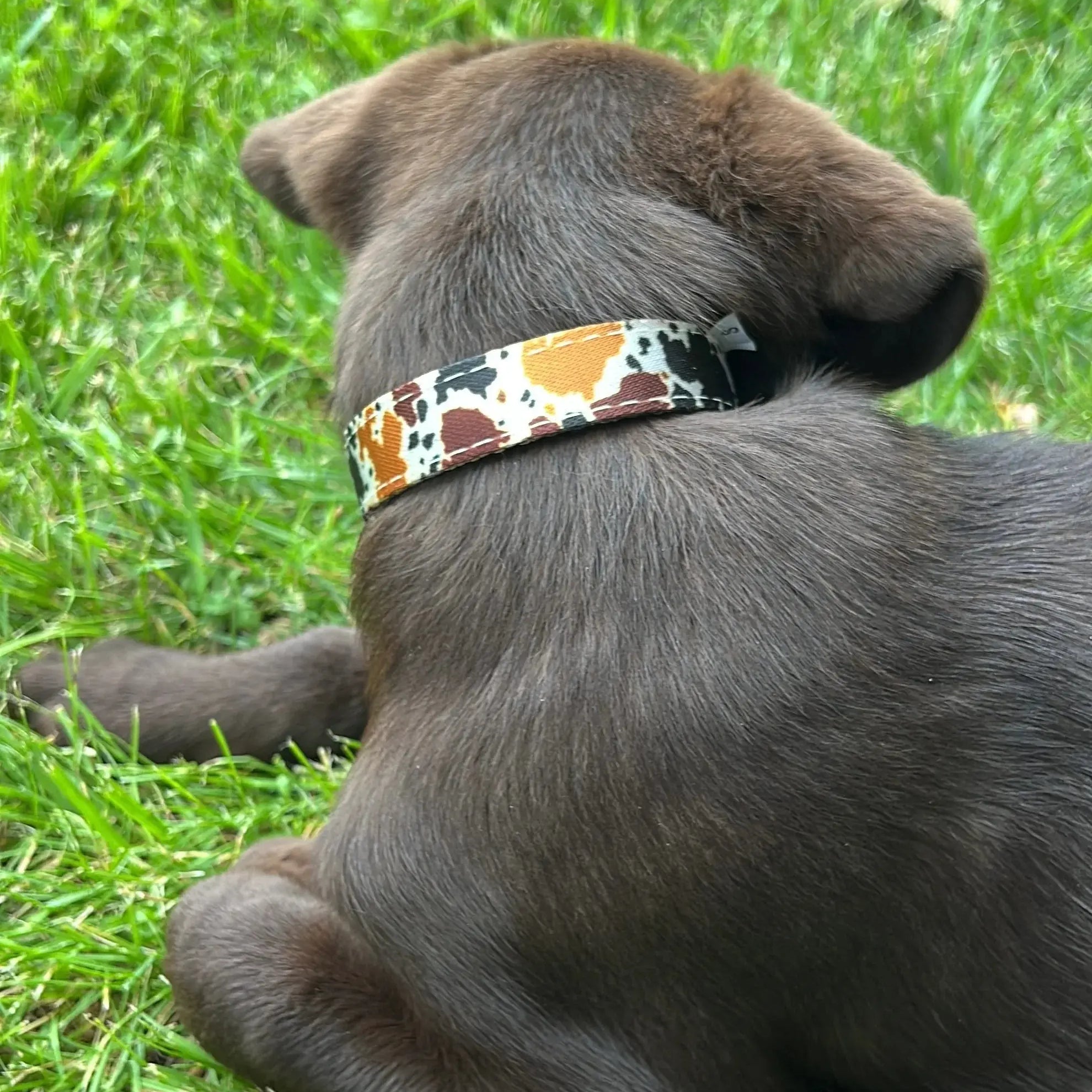 Cow print design nylon dog collar Dog