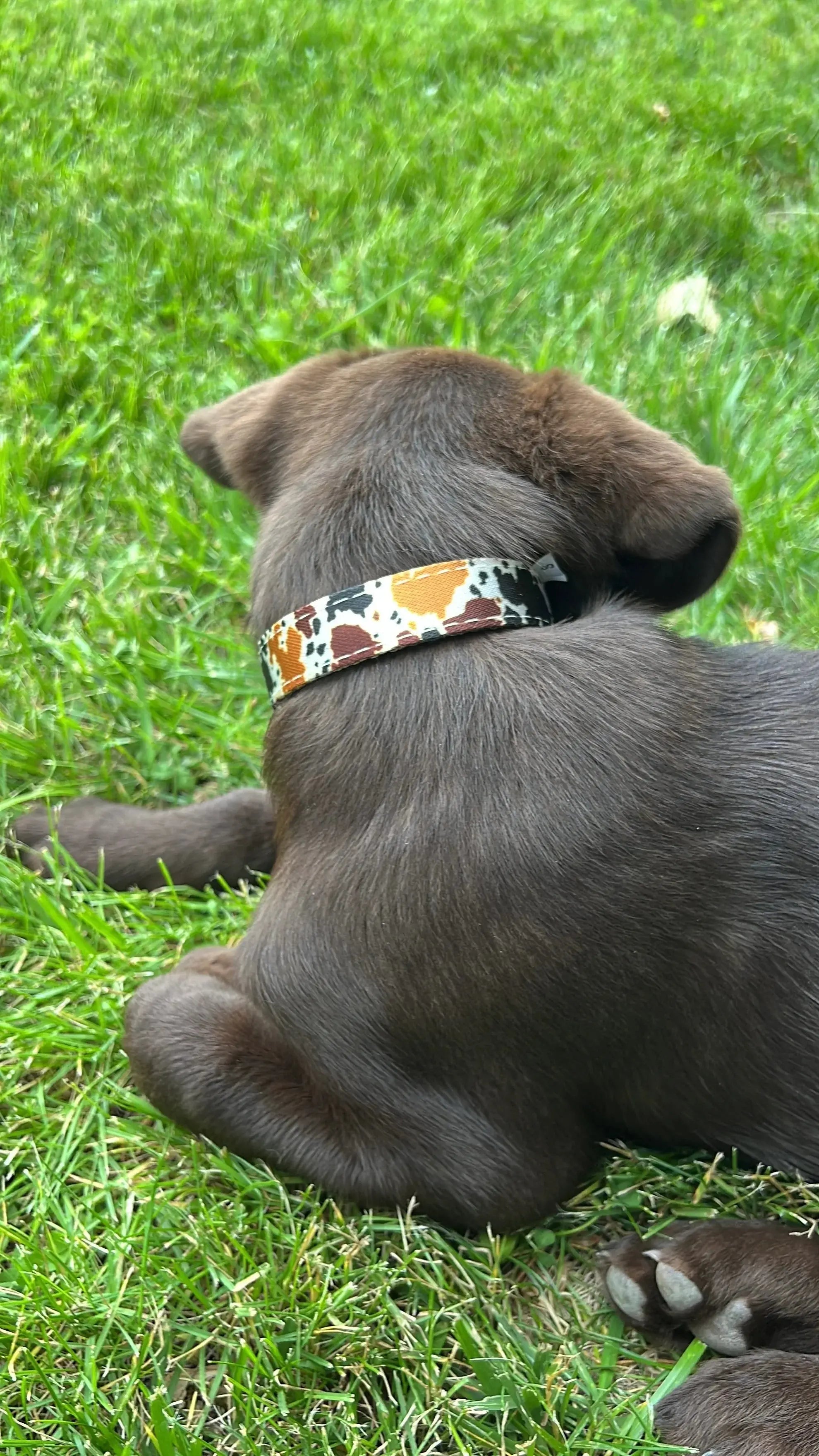Cow print design nylon dog collar Dog