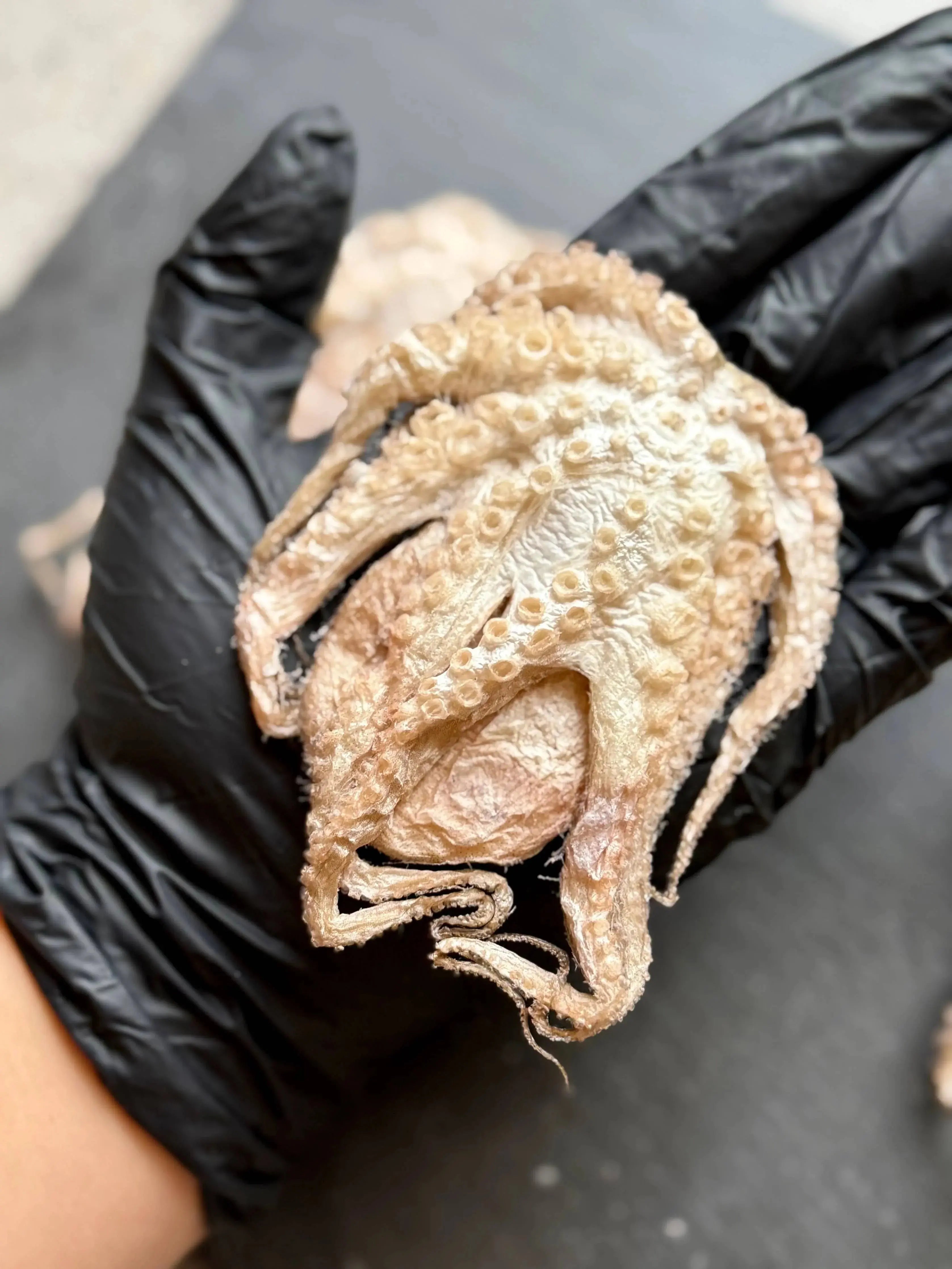 Baby Octopus - Freeze-Dried