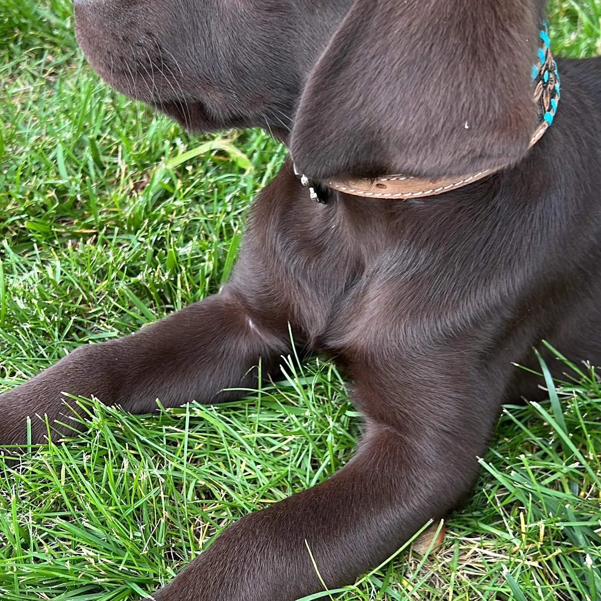 Genuine leather dog collar with teal rawhide Dog