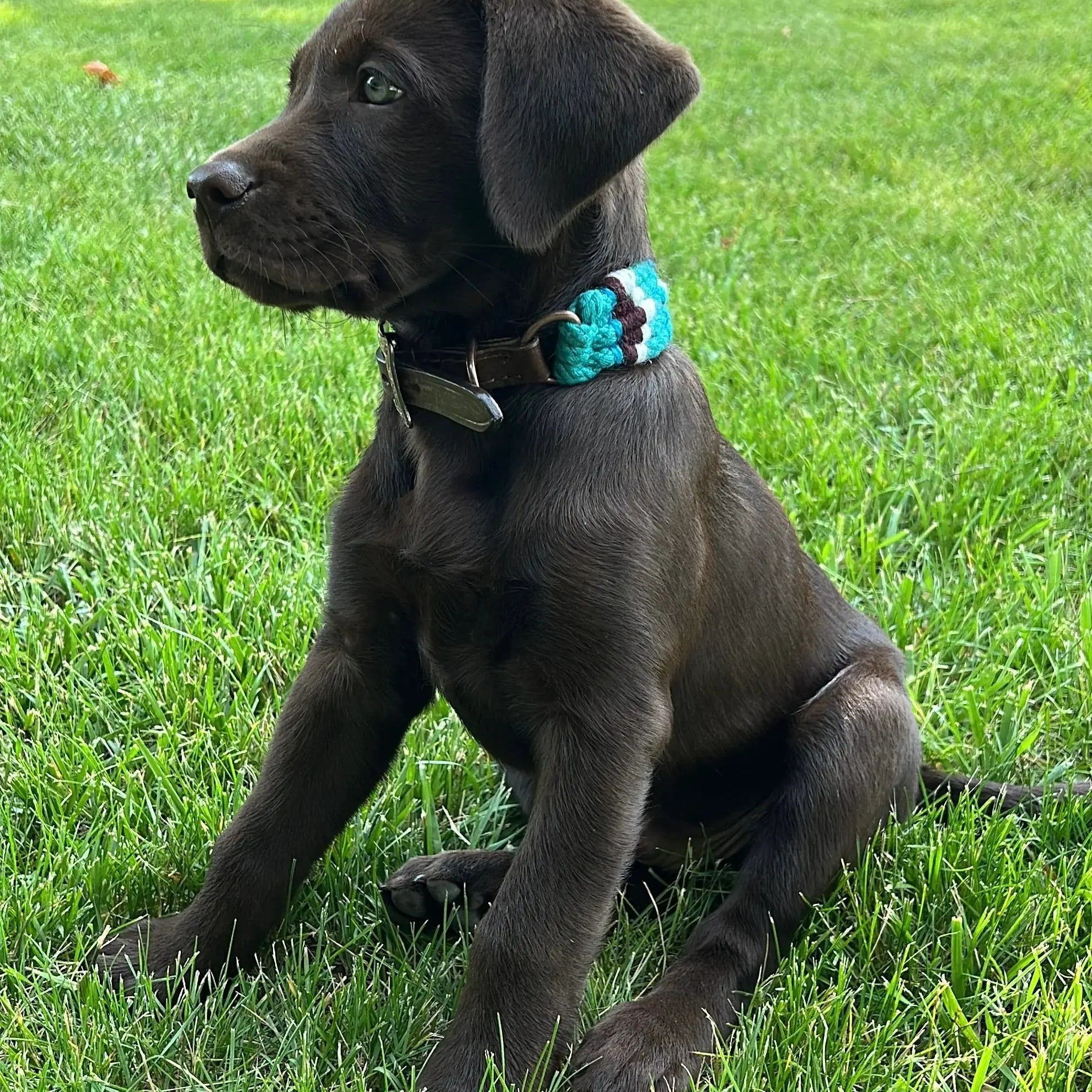 Corded Leather Dog Collar - Teal/White Dog