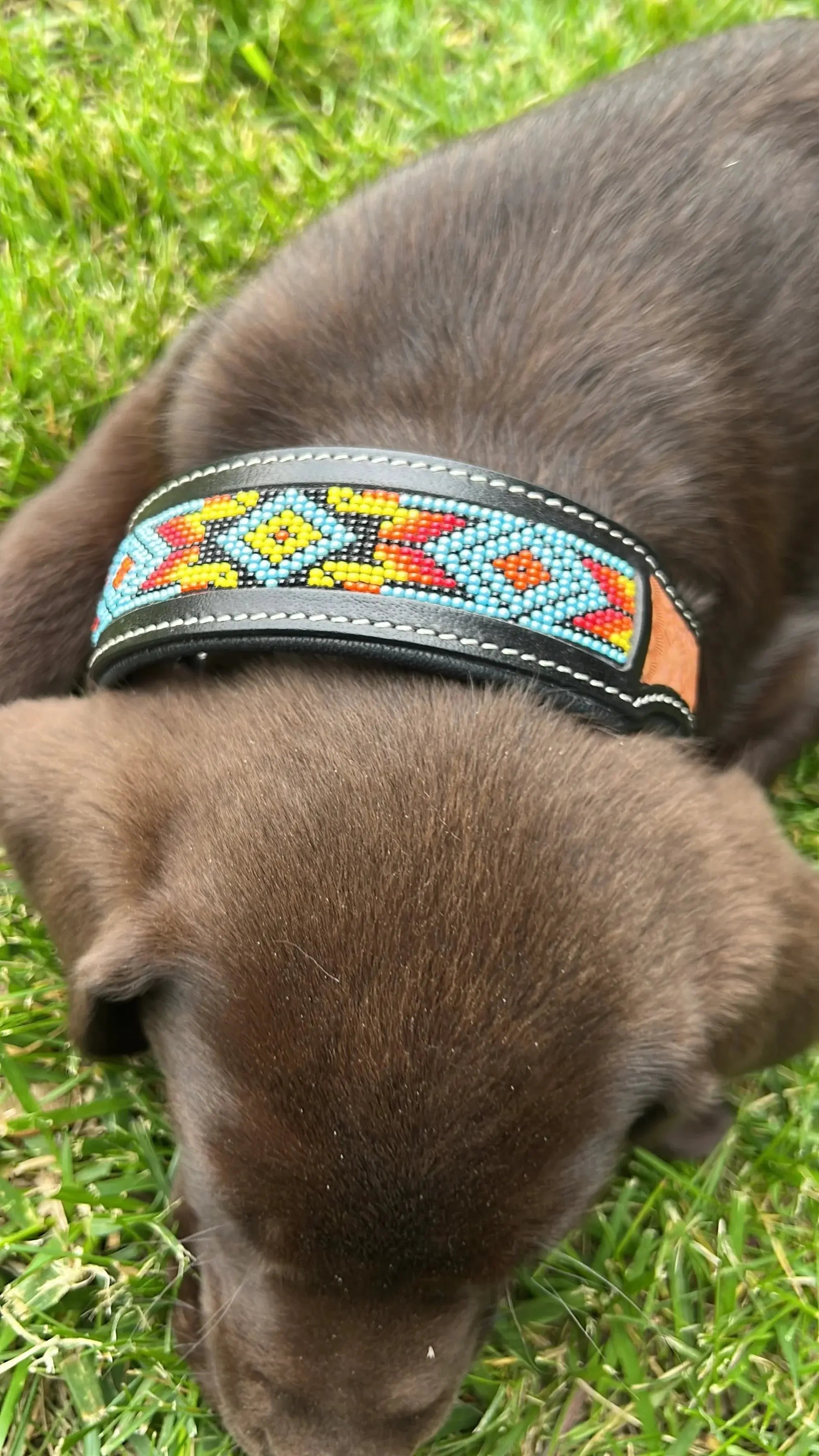 Dodger Trail Handcrafted Padded Beaded Dog Collar Dog
