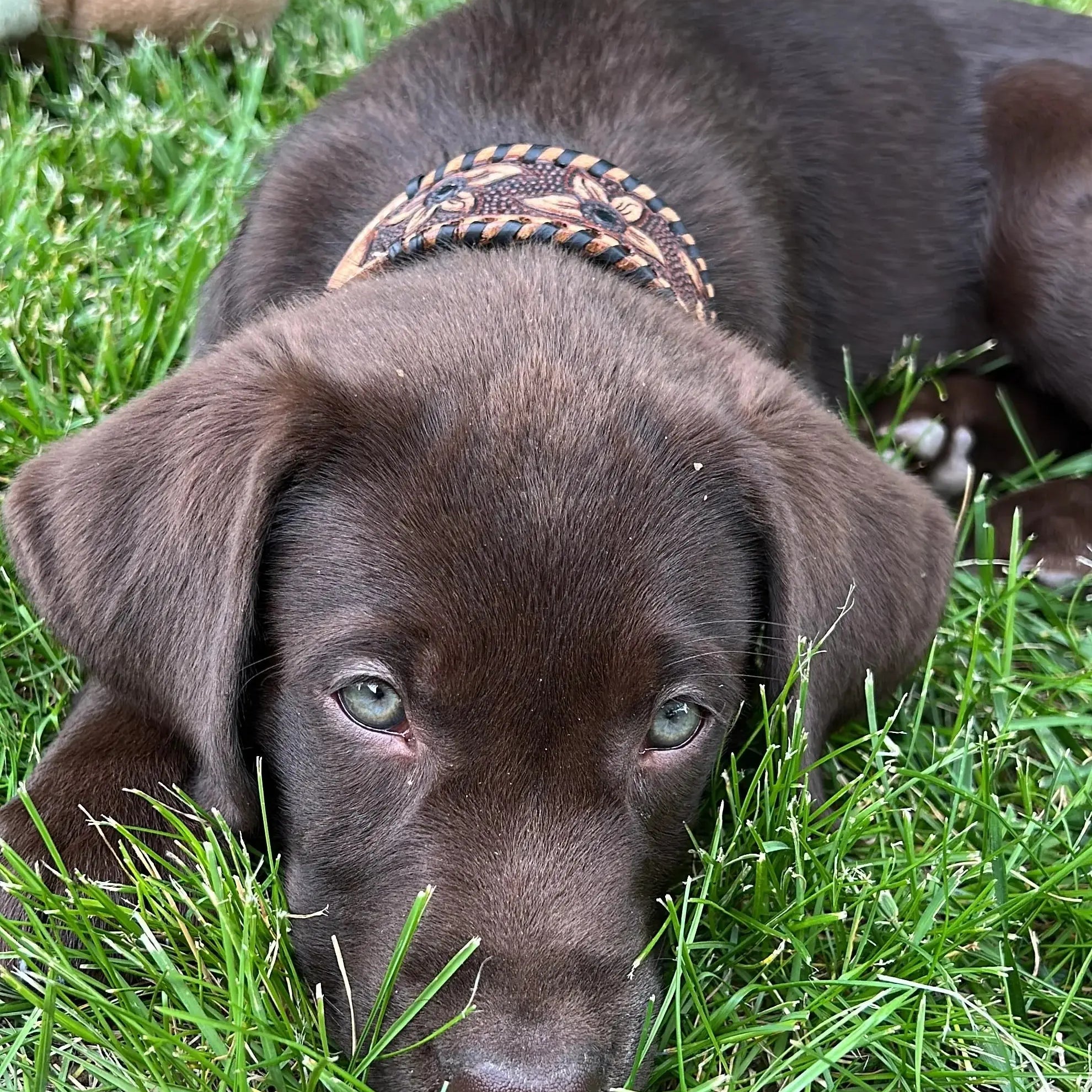 Genuine leather dog collar with black rawhide. Dog