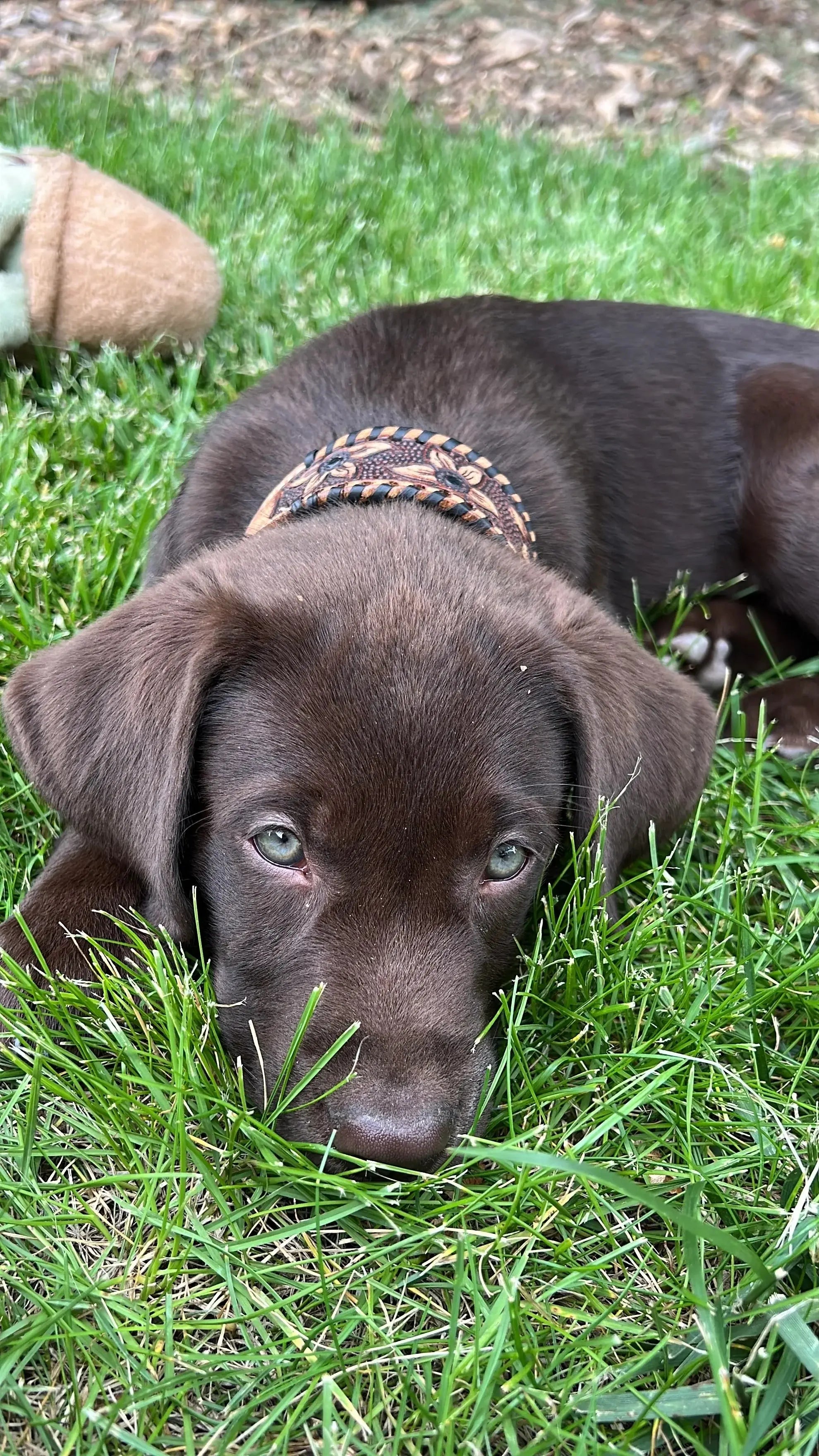 Chocolate lab puppy with green eyes wearing black rawhide leather dog collar on grass