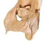 Lamb Snouts