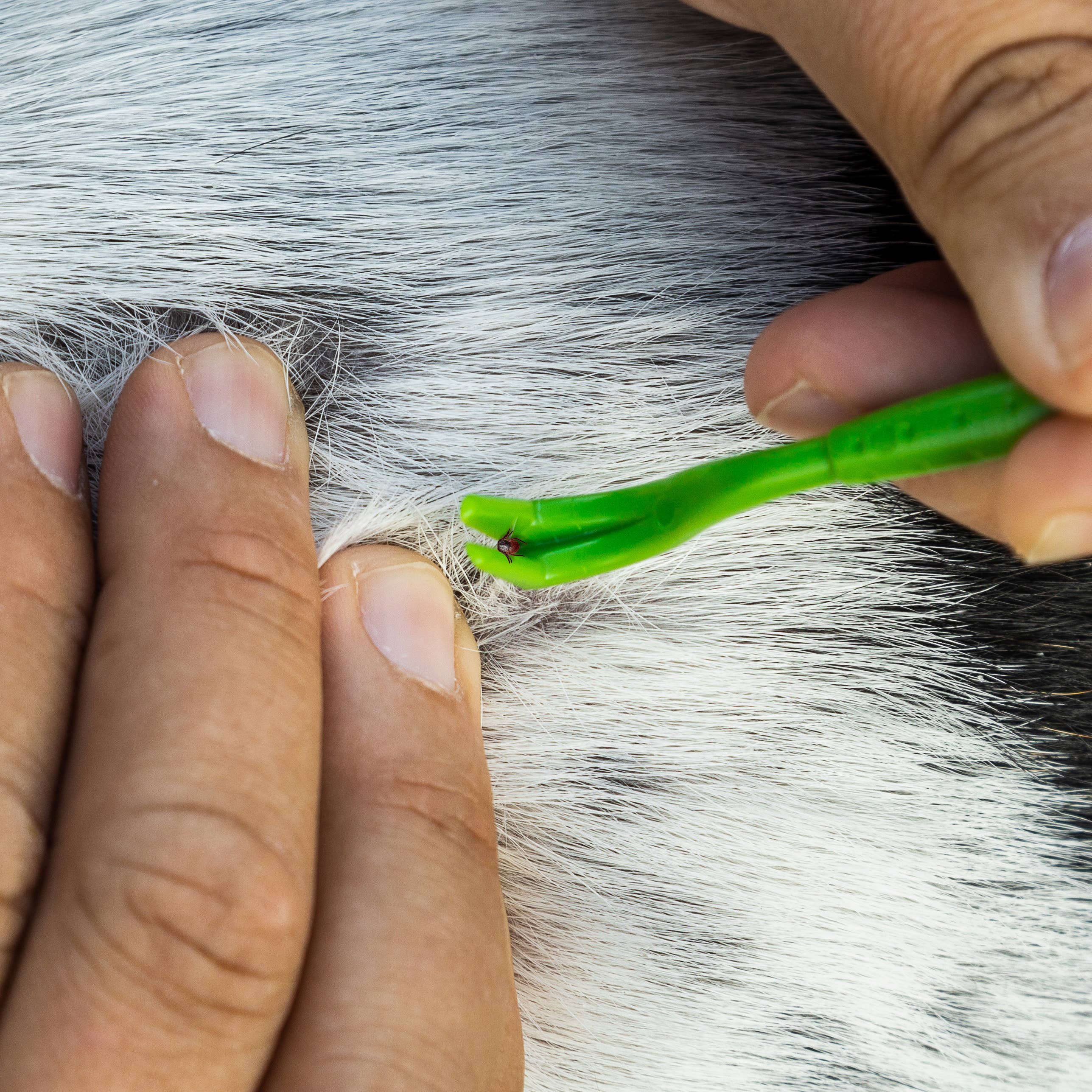 removing tick