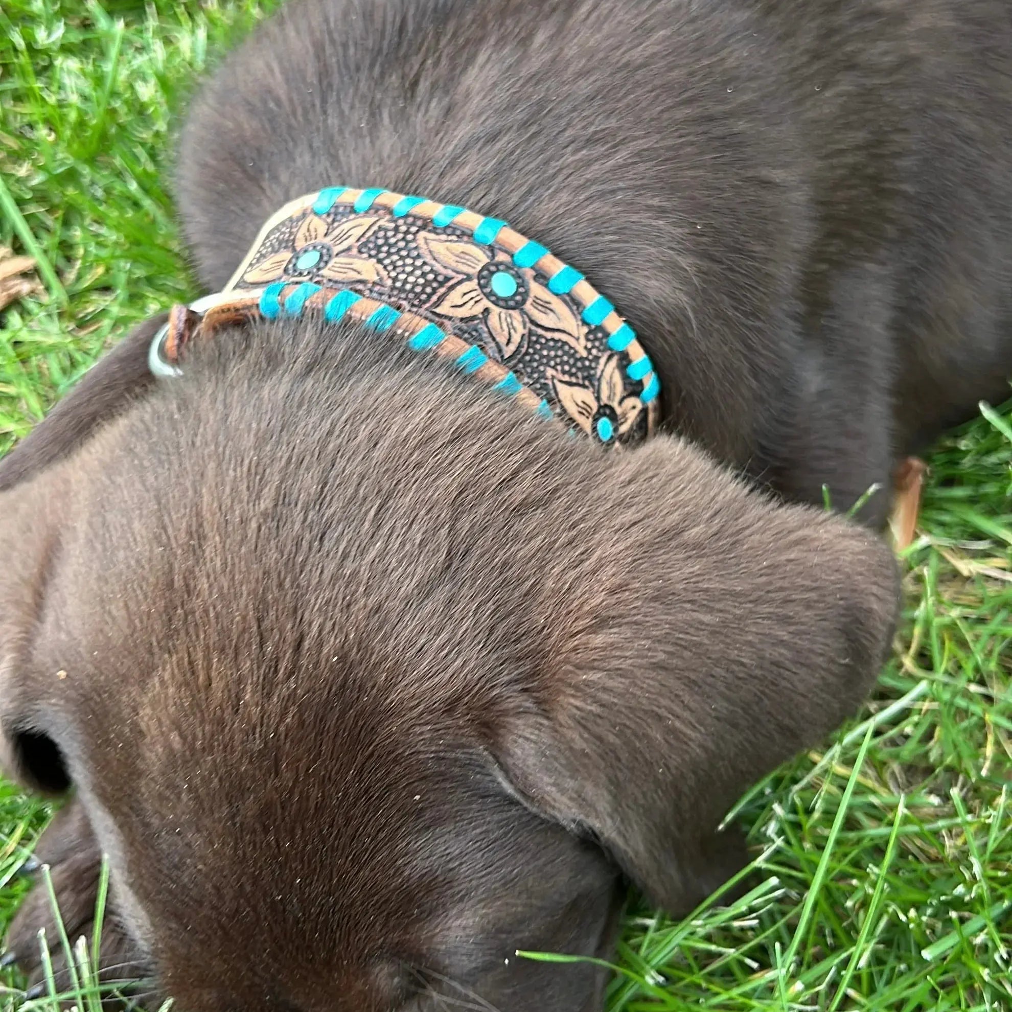 Genuine leather dog collar with teal rawhide Dog