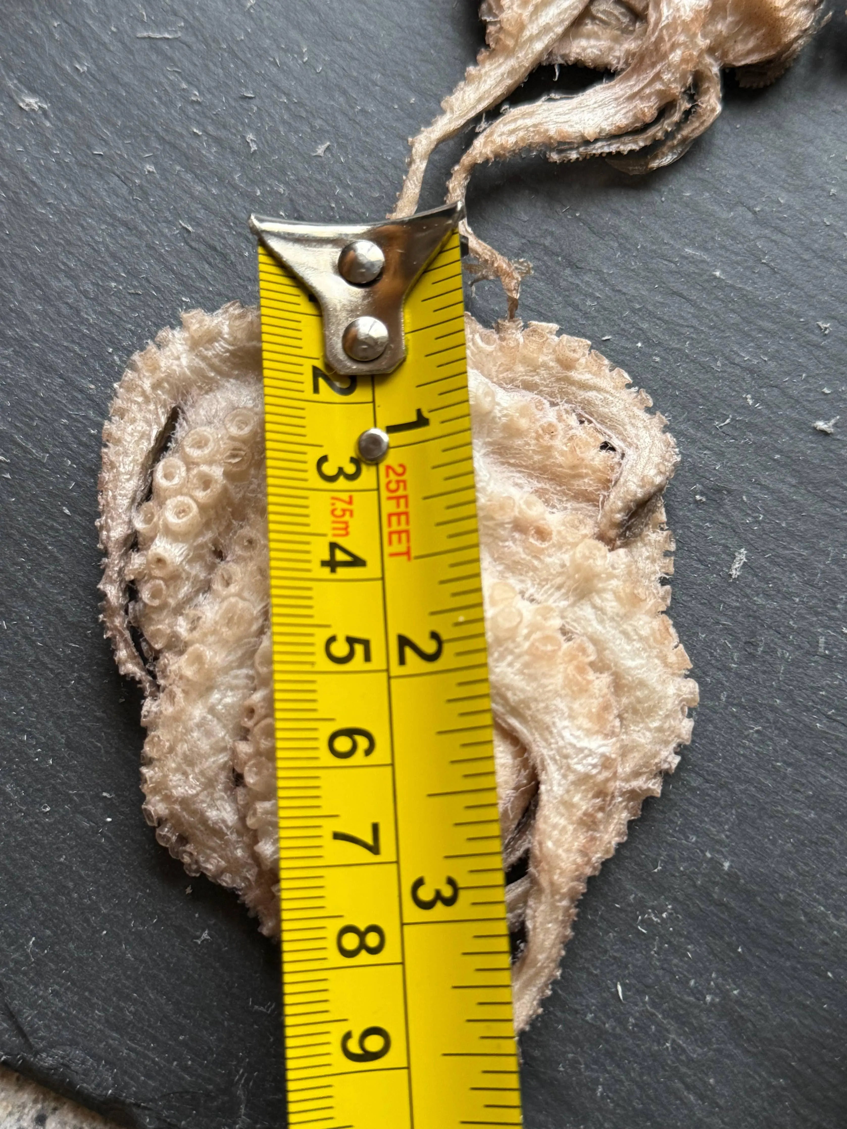 Baby Octopus - Freeze-Dried