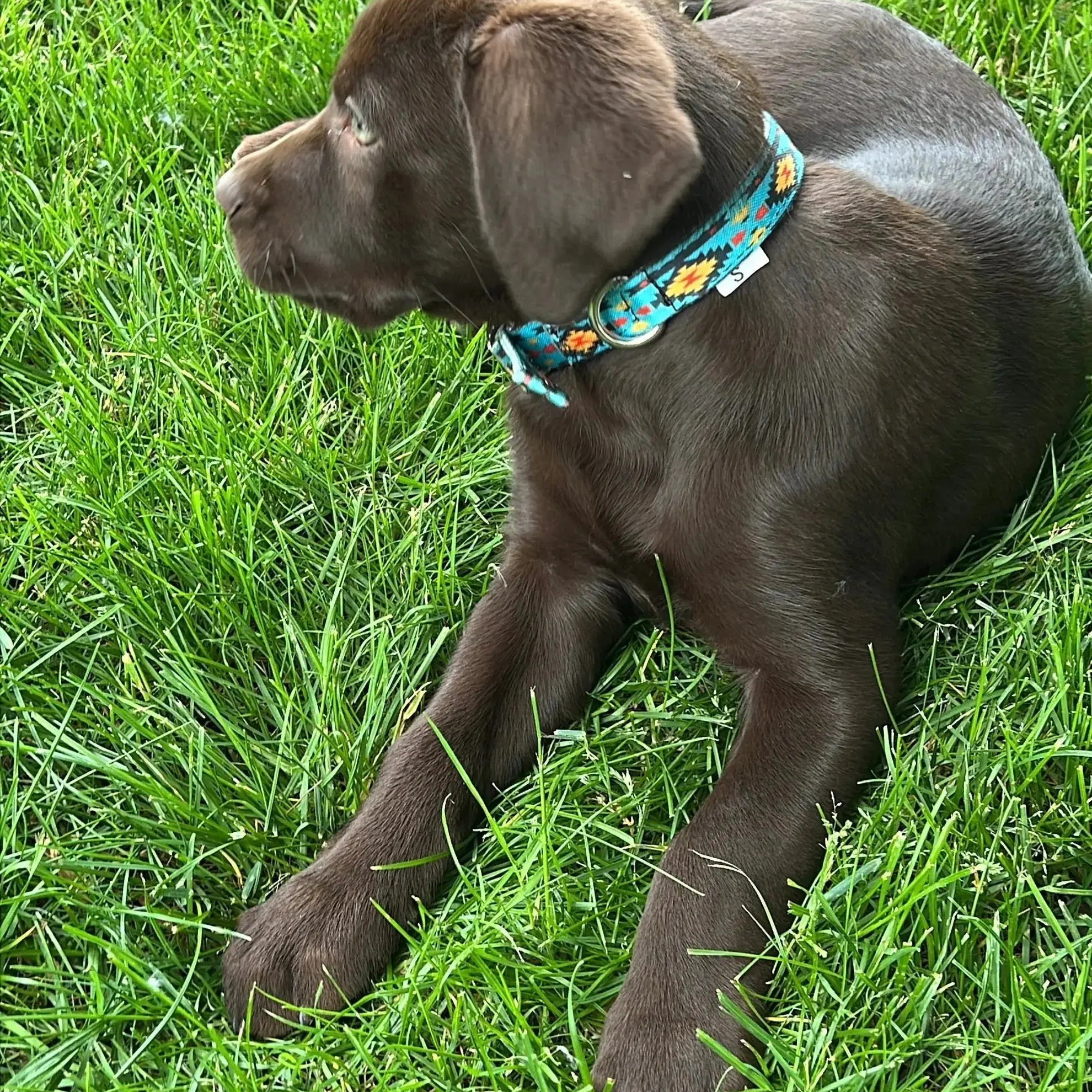Teal Southwest designed nylon dog collar Dog