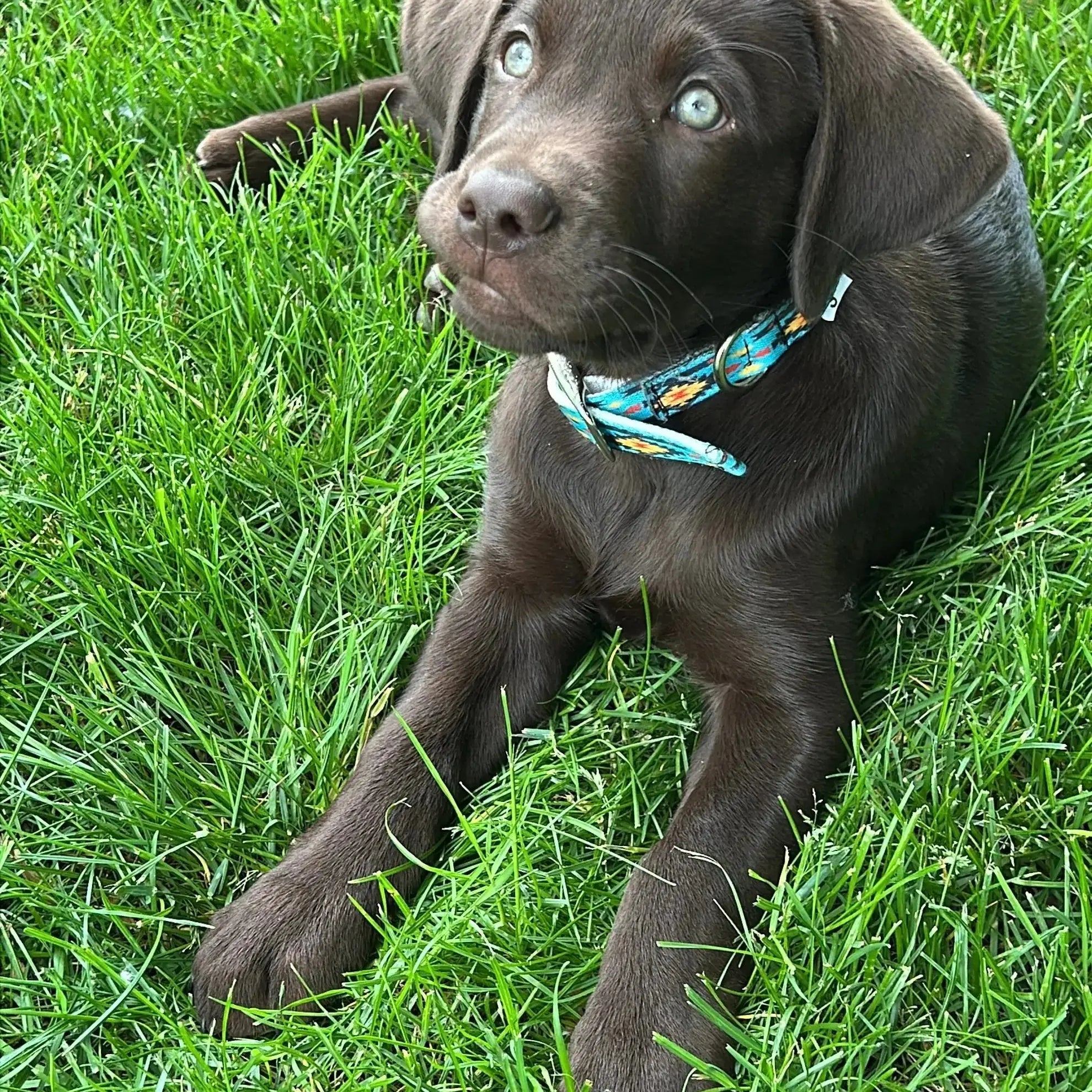 Teal Southwest designed nylon dog collar Dog