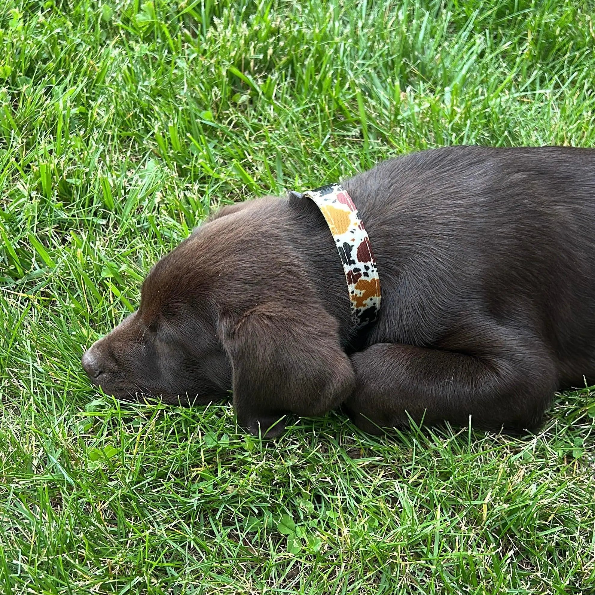 Cow print design nylon dog collar Dog