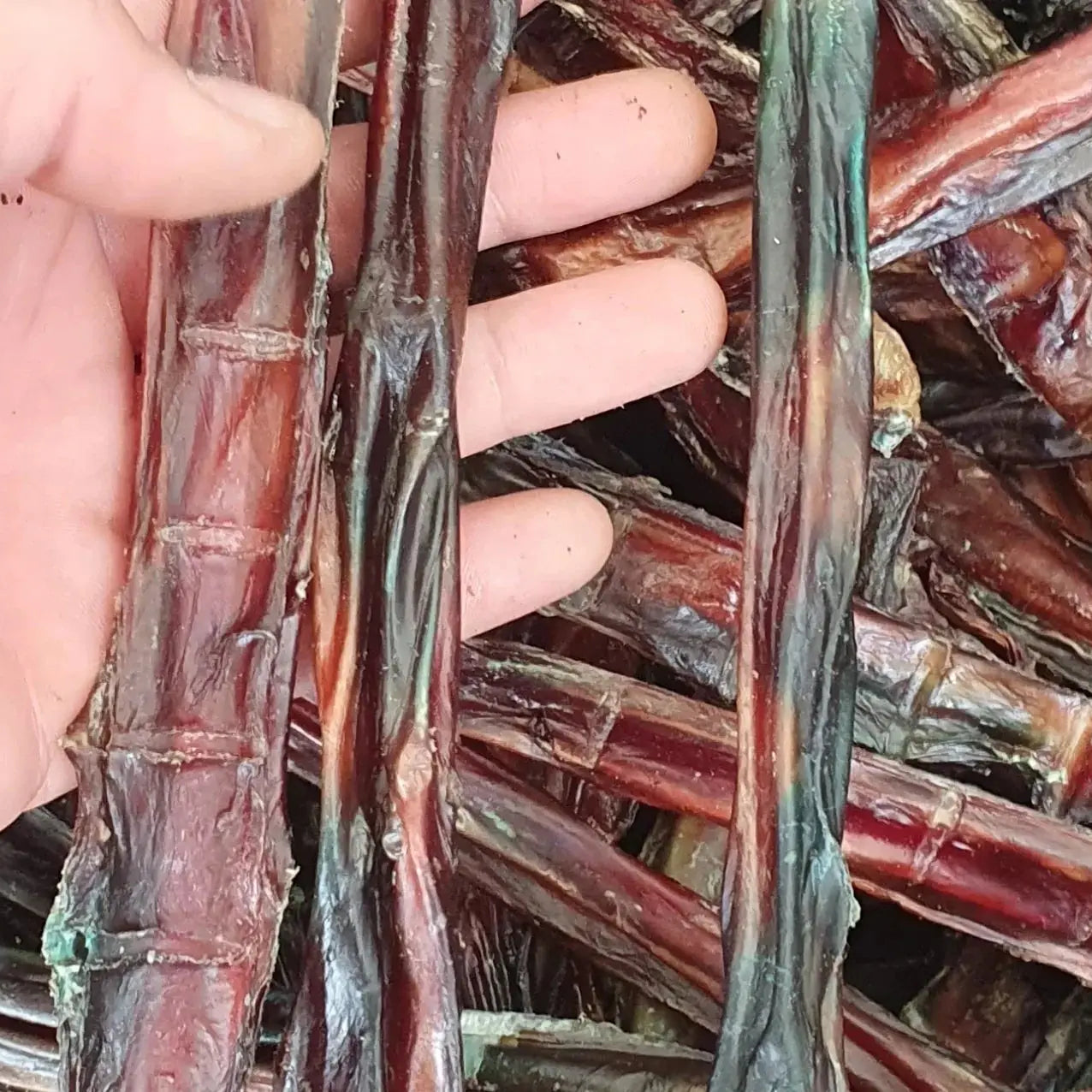 Hand holding bundle of dark reddish-brown odor-free bully sticks, USA made