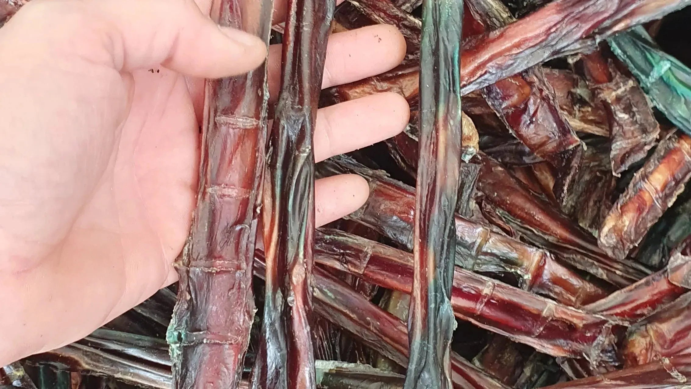 Bully Sticks -Imperfect Color -Odor Free -Usa Made 10"- 20"