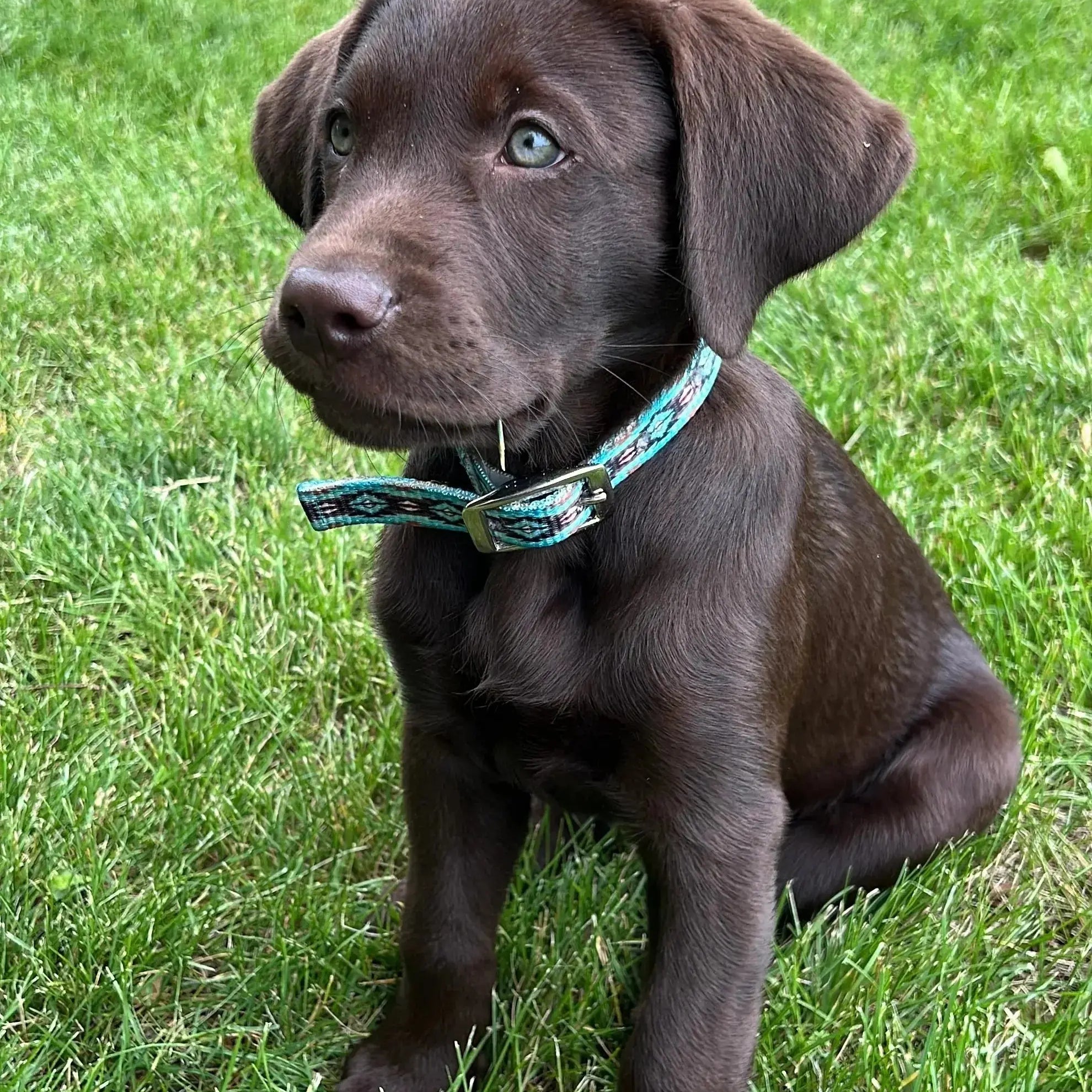 Teal Brown Southwest designed nylon dog collar. Dog