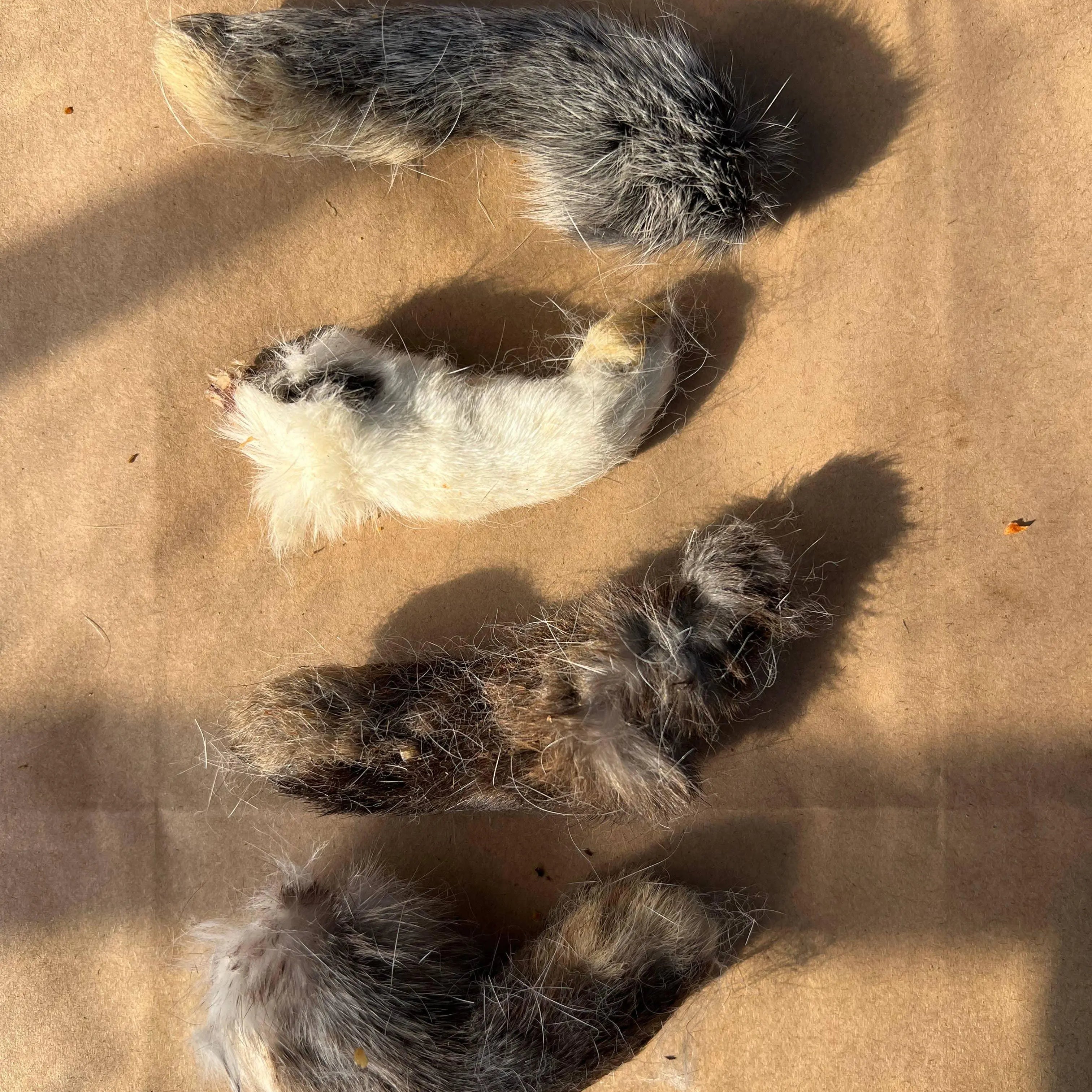 Rabbit Paw