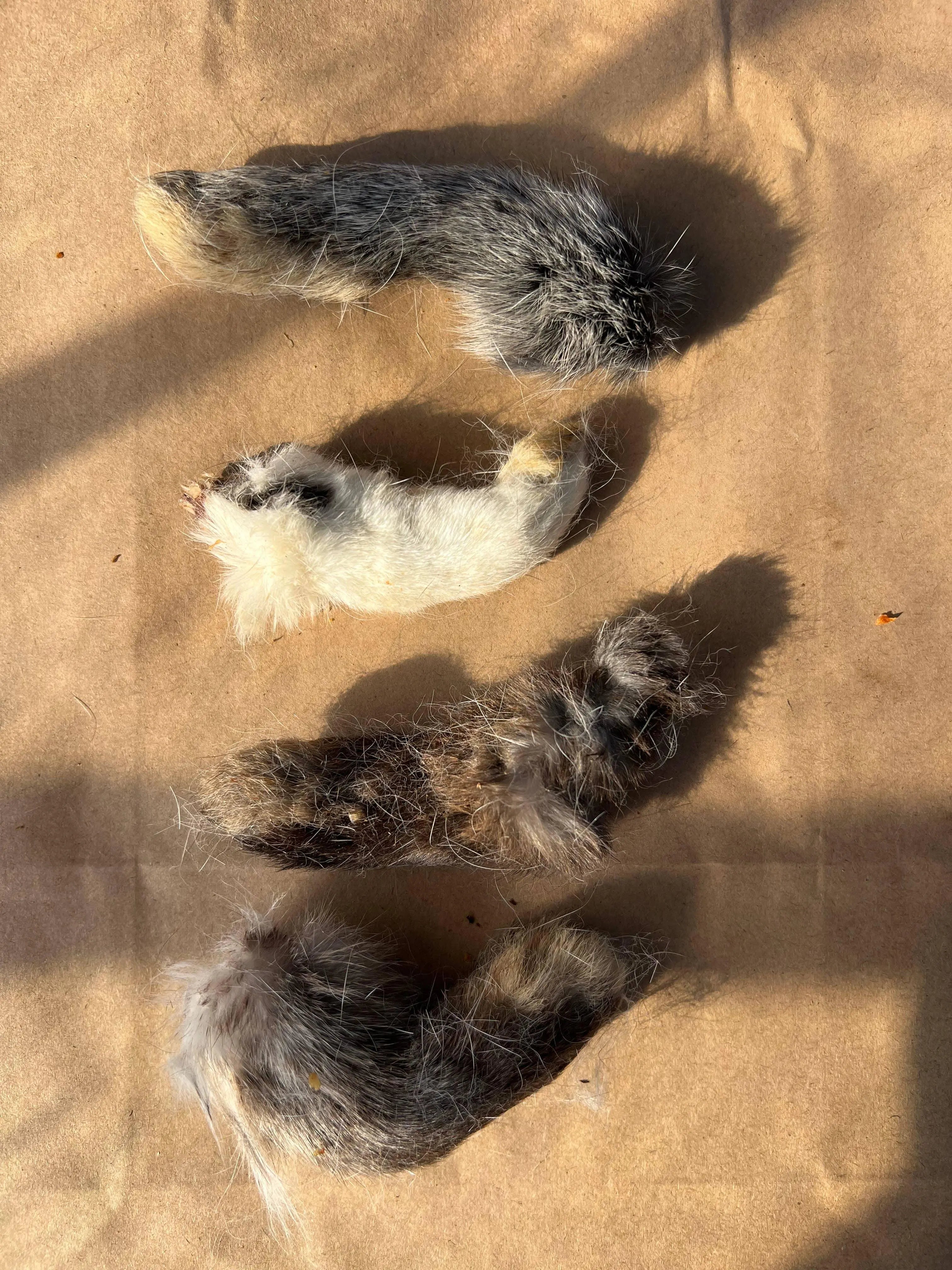 Rabbit Paw