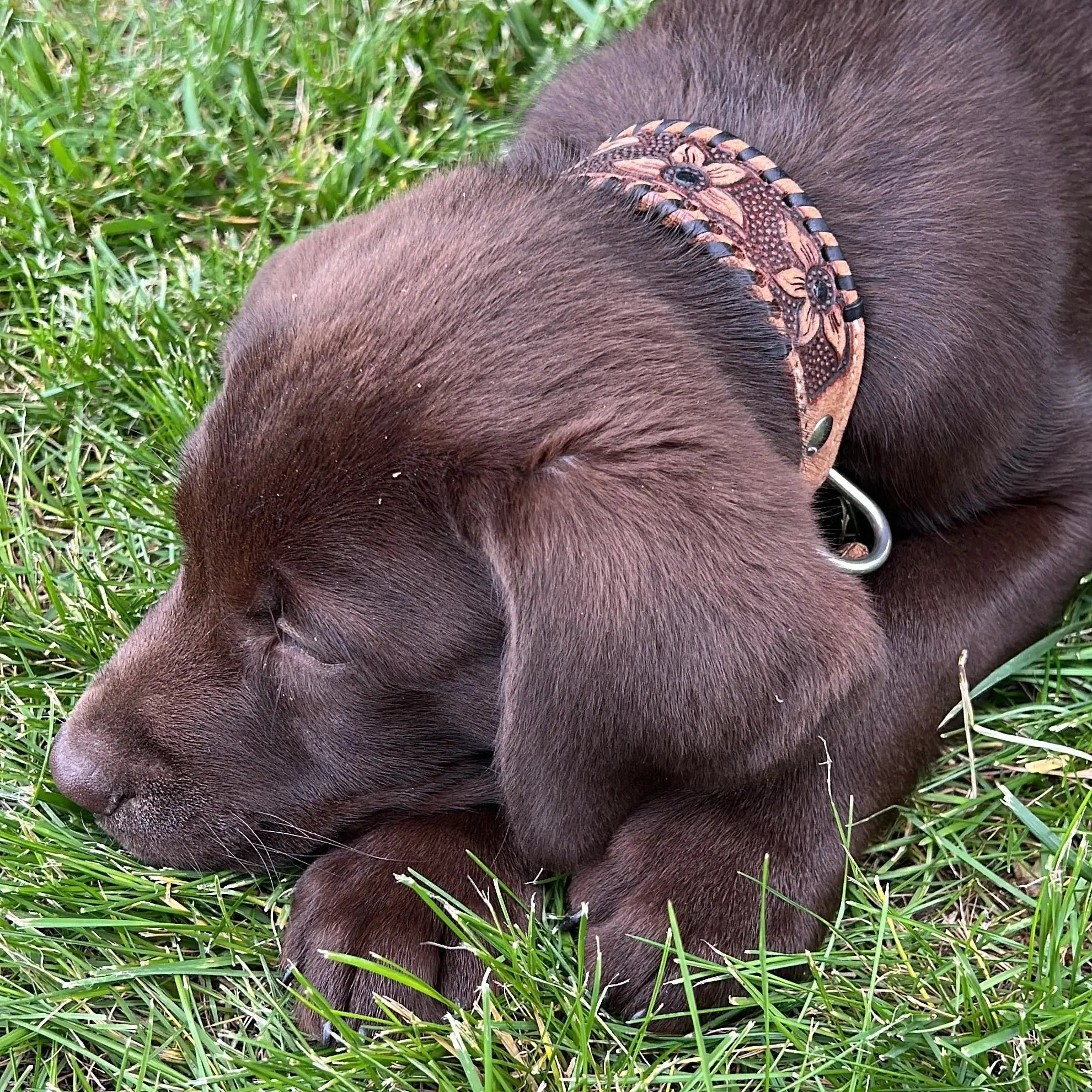 Genuine leather dog collar with black rawhide. Dog