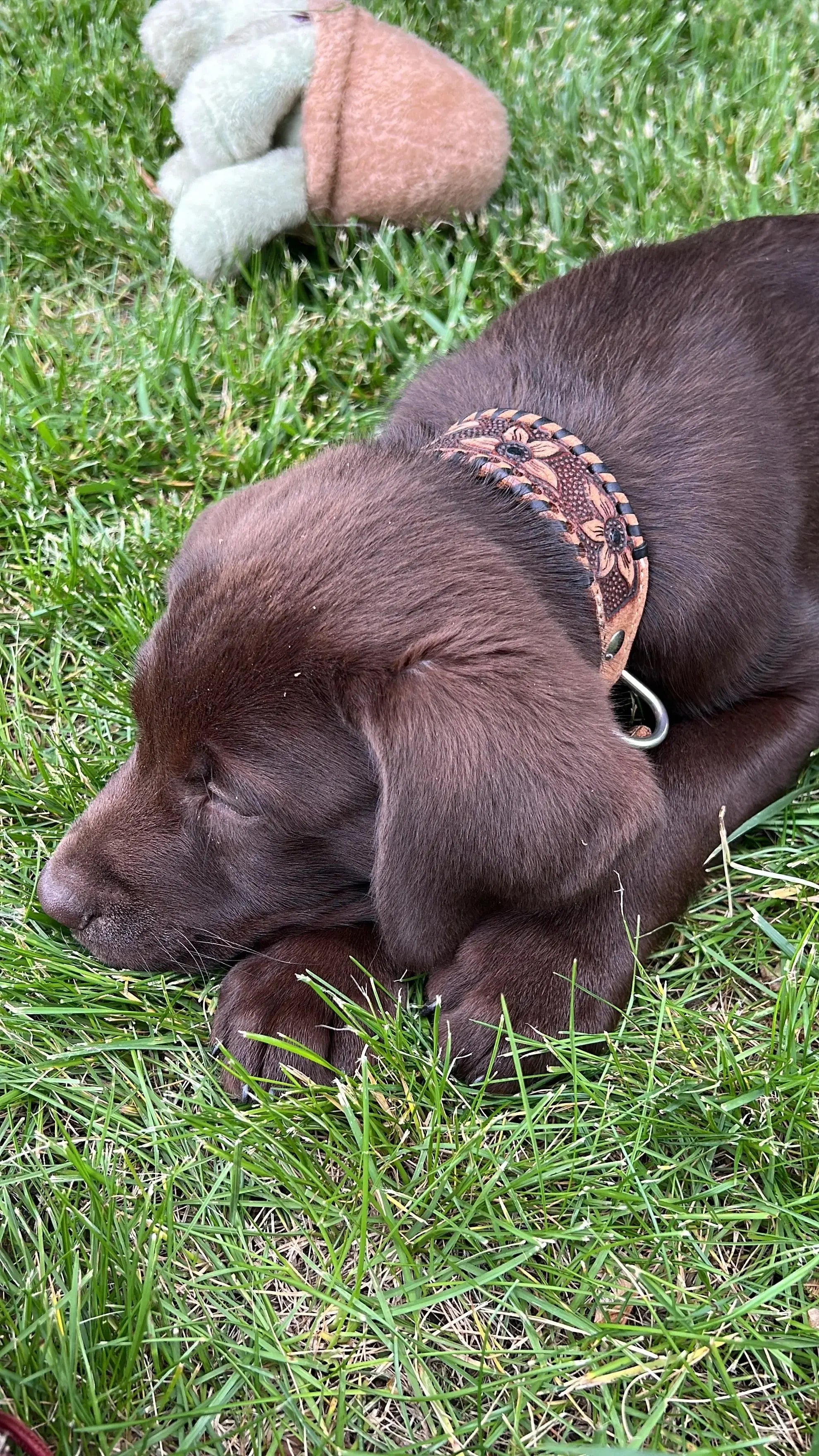 Chocolate brown puppy wearing genuine leather dog collar with floral embroidery