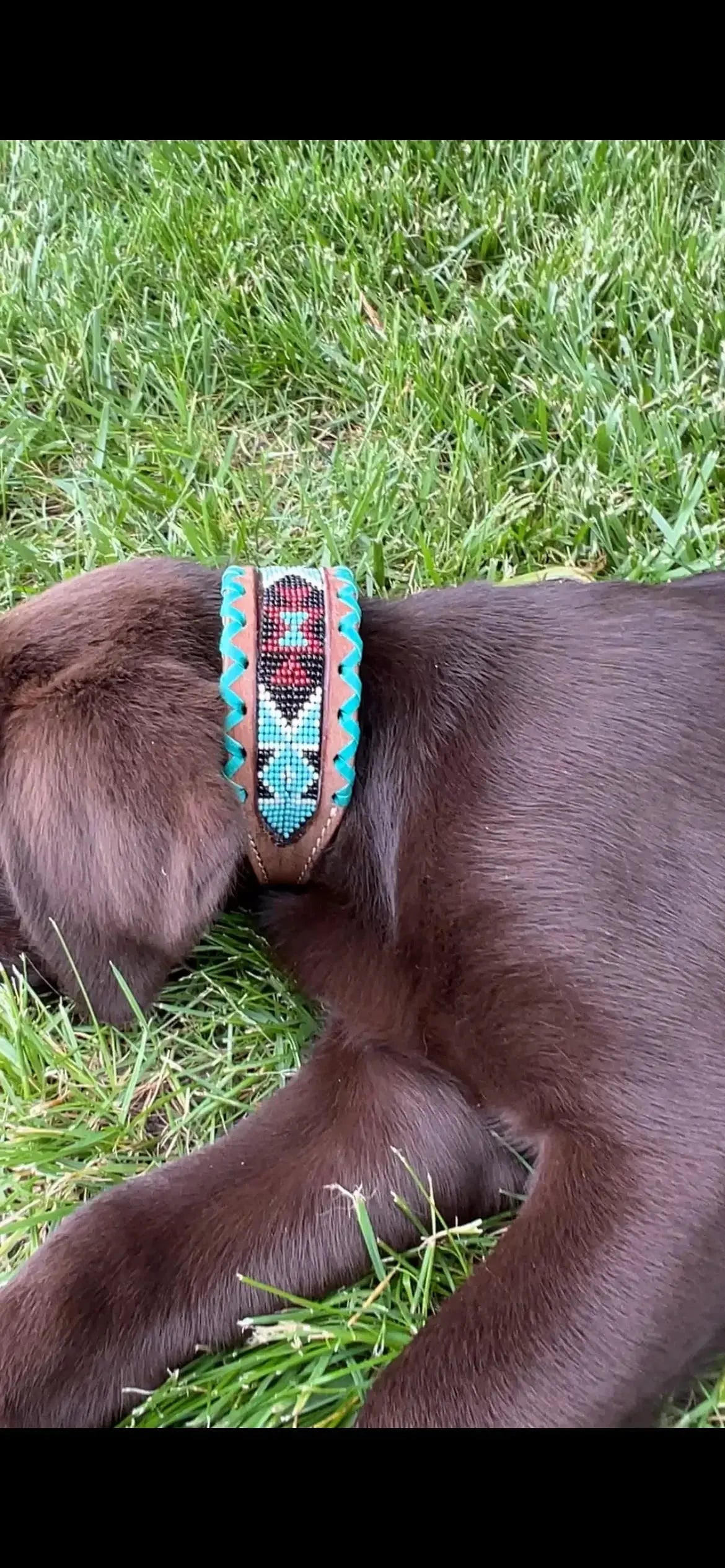 Brown dog in genuine leather collar with teal, burgundy beaded geometric inlay