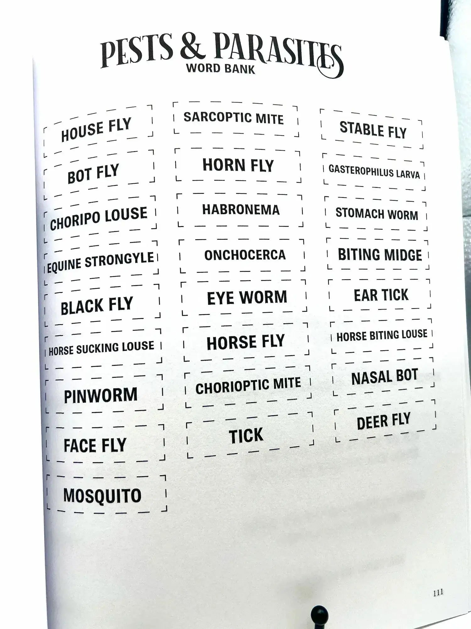 Horse Workbook Vol. II inside