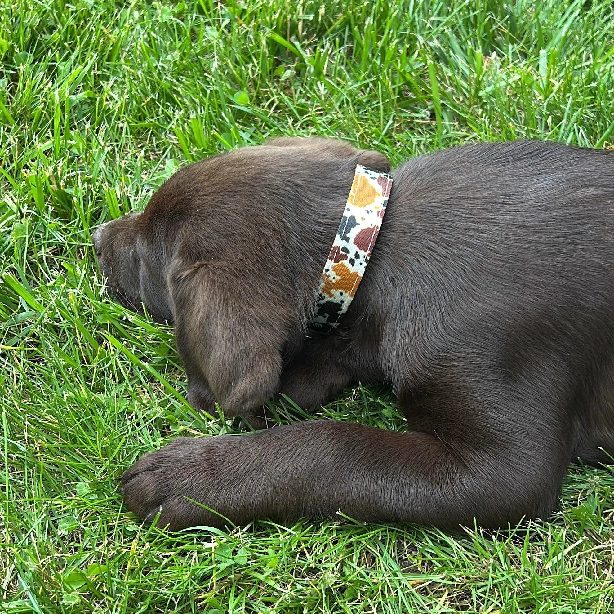 Cow print design nylon dog collar Dog