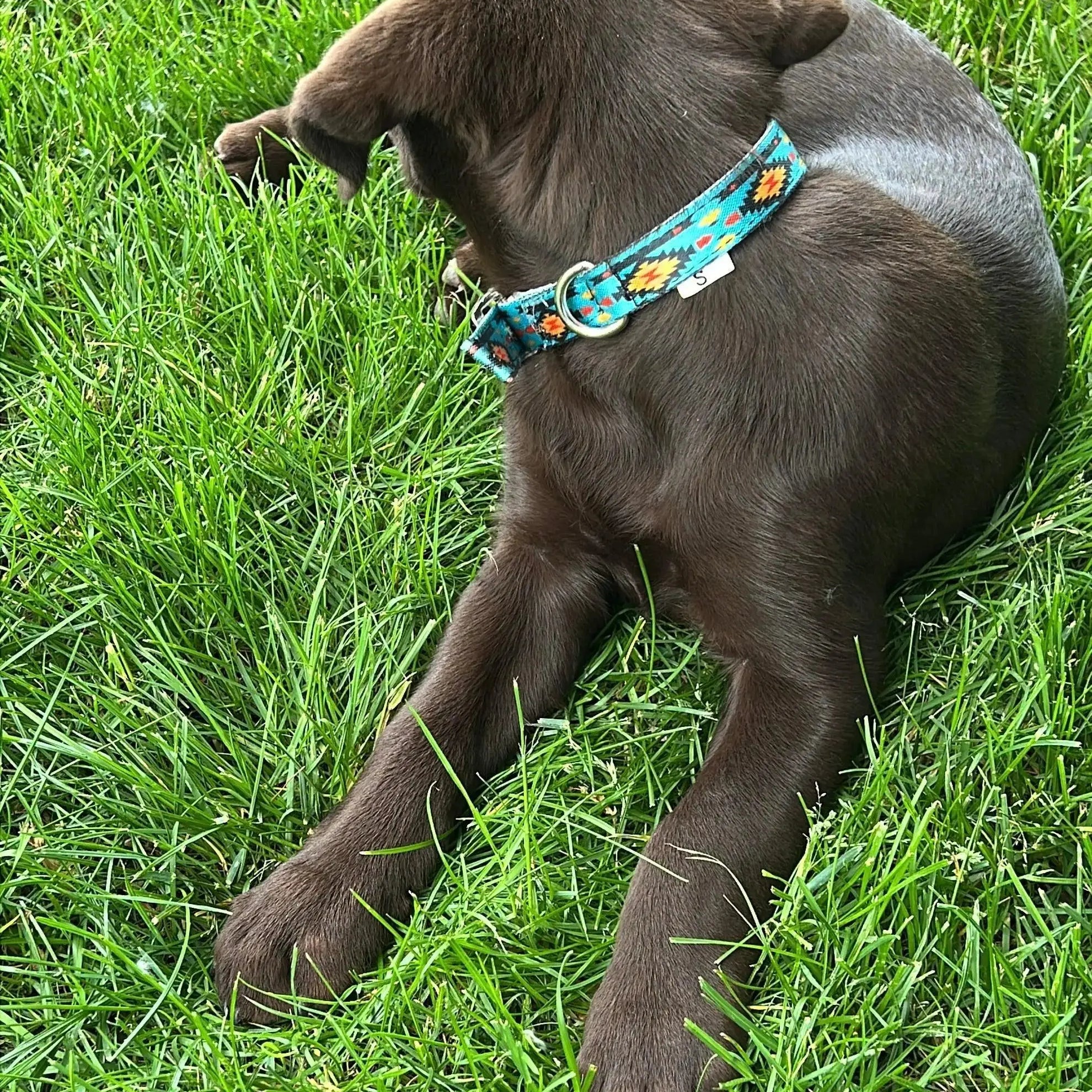 Teal Southwest designed nylon dog collar Dog