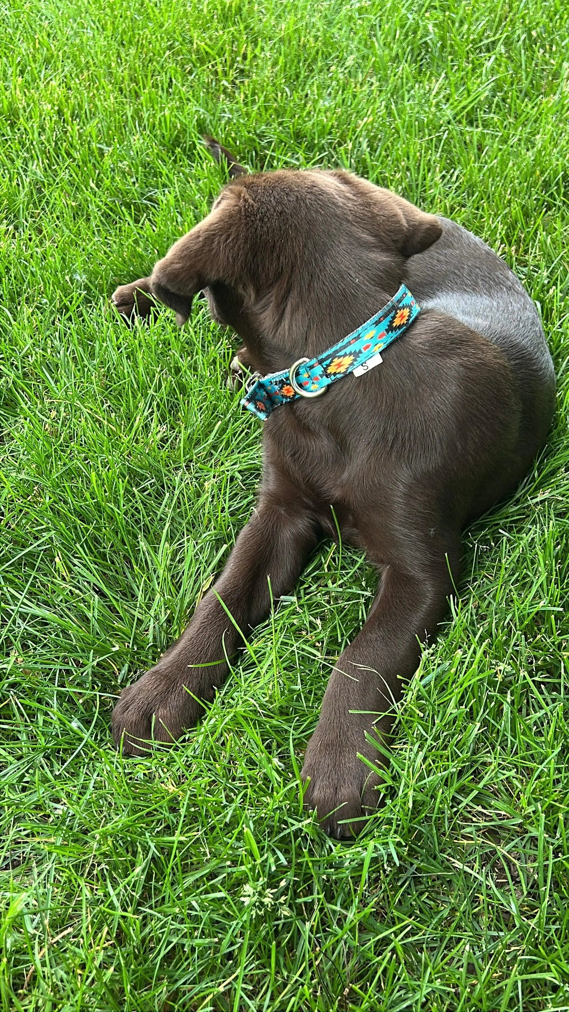 Teal Southwest designed nylon dog collar Dog