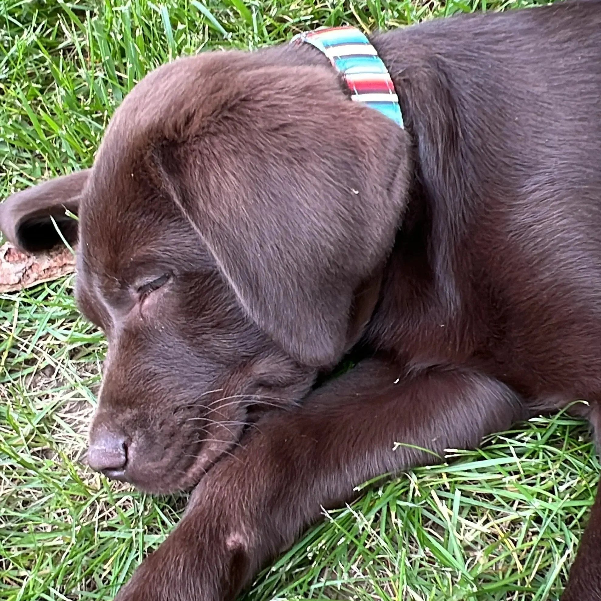 Teal Serape Southwest design nylon dog collar. Dog
