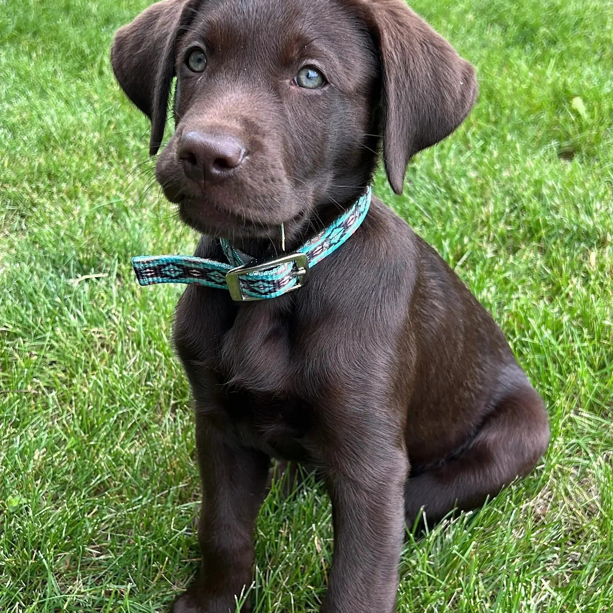 Teal Brown Southwest designed nylon dog collar. Dog