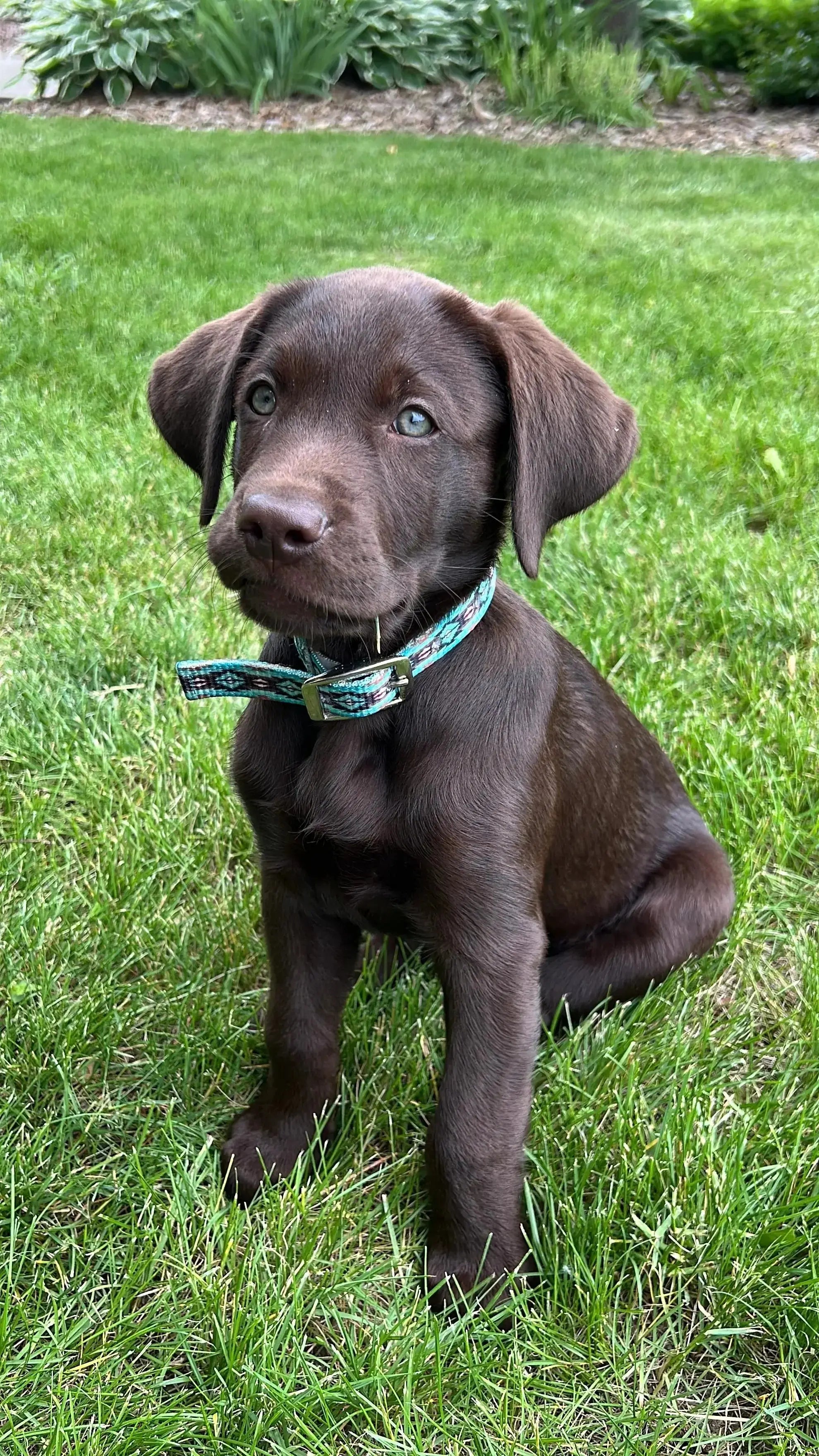 Teal Brown Southwest designed nylon dog collar. Dog