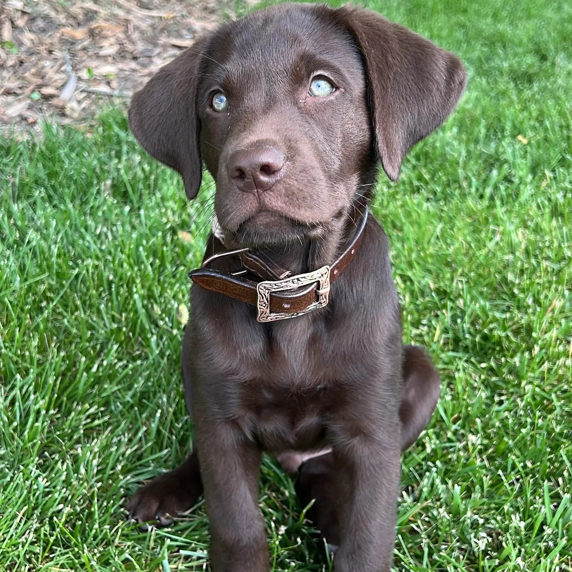 Corded Leather Dog Collar - Teal/White Dog