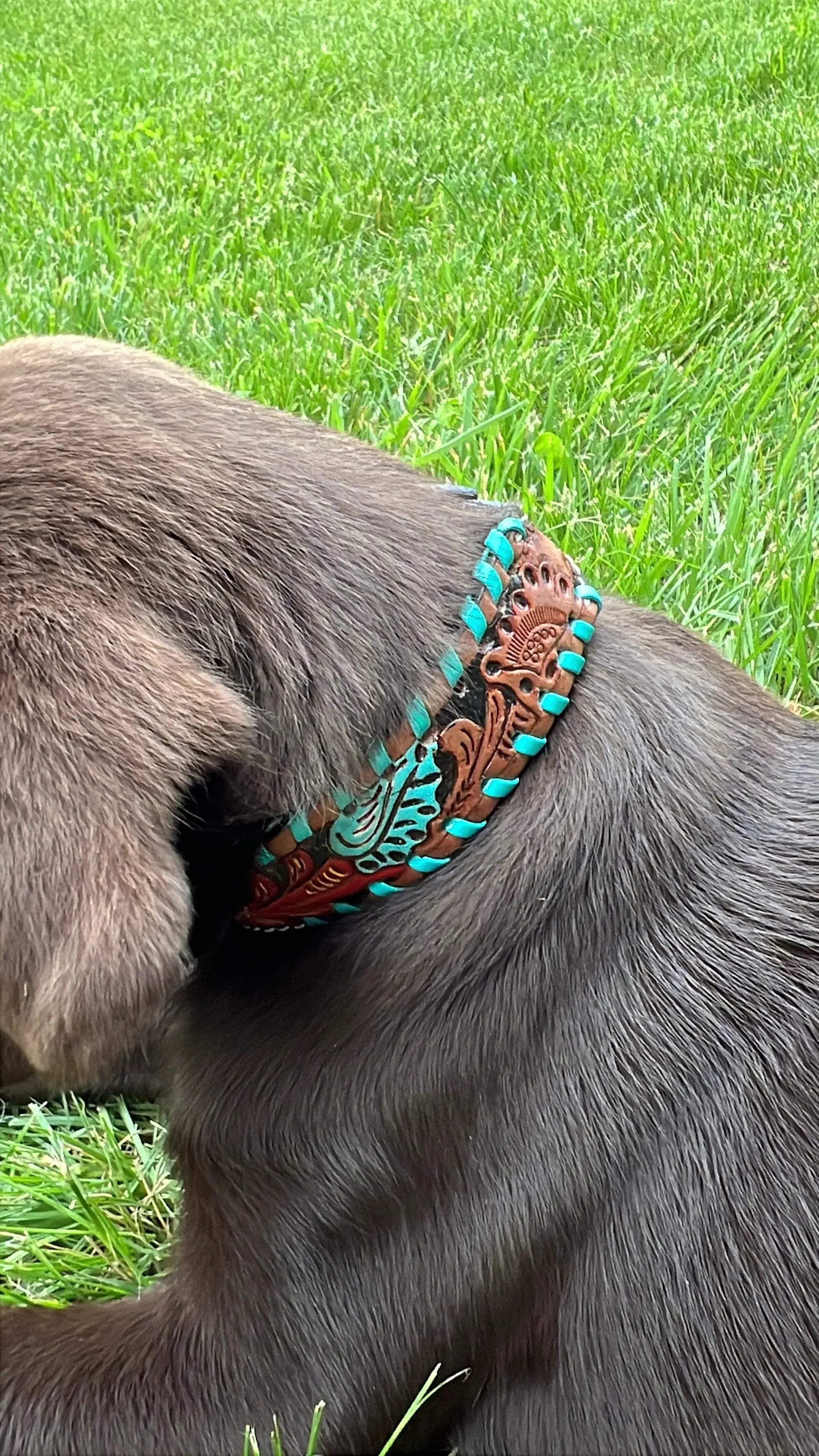 TEAL RED BLOOM HAND-TOOLED PADDED LEATHER DOG COLLAR WITH TEAL LACING Dog