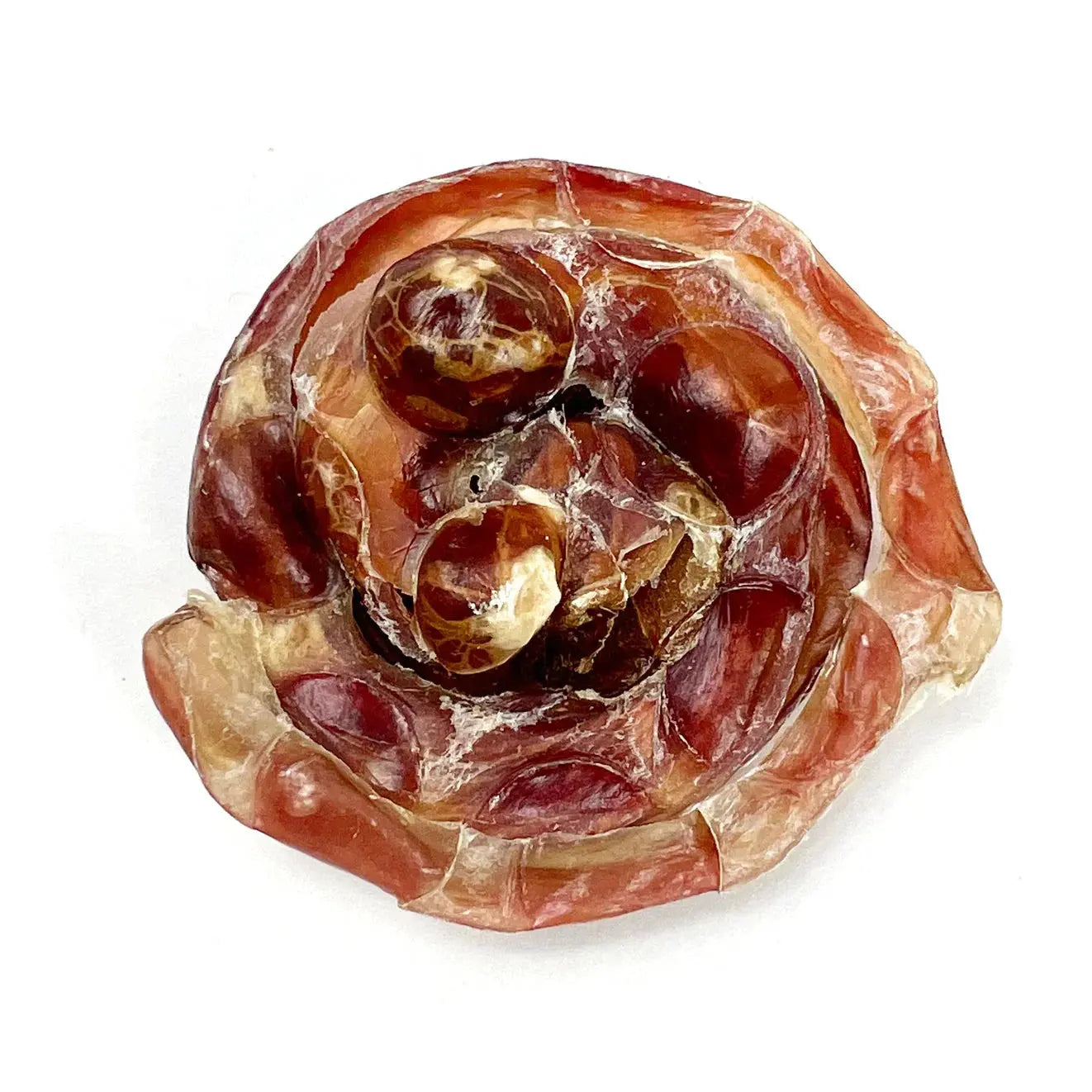 Translucent amber glossy spiral Bully Caps with marbled interior and dark brown centers