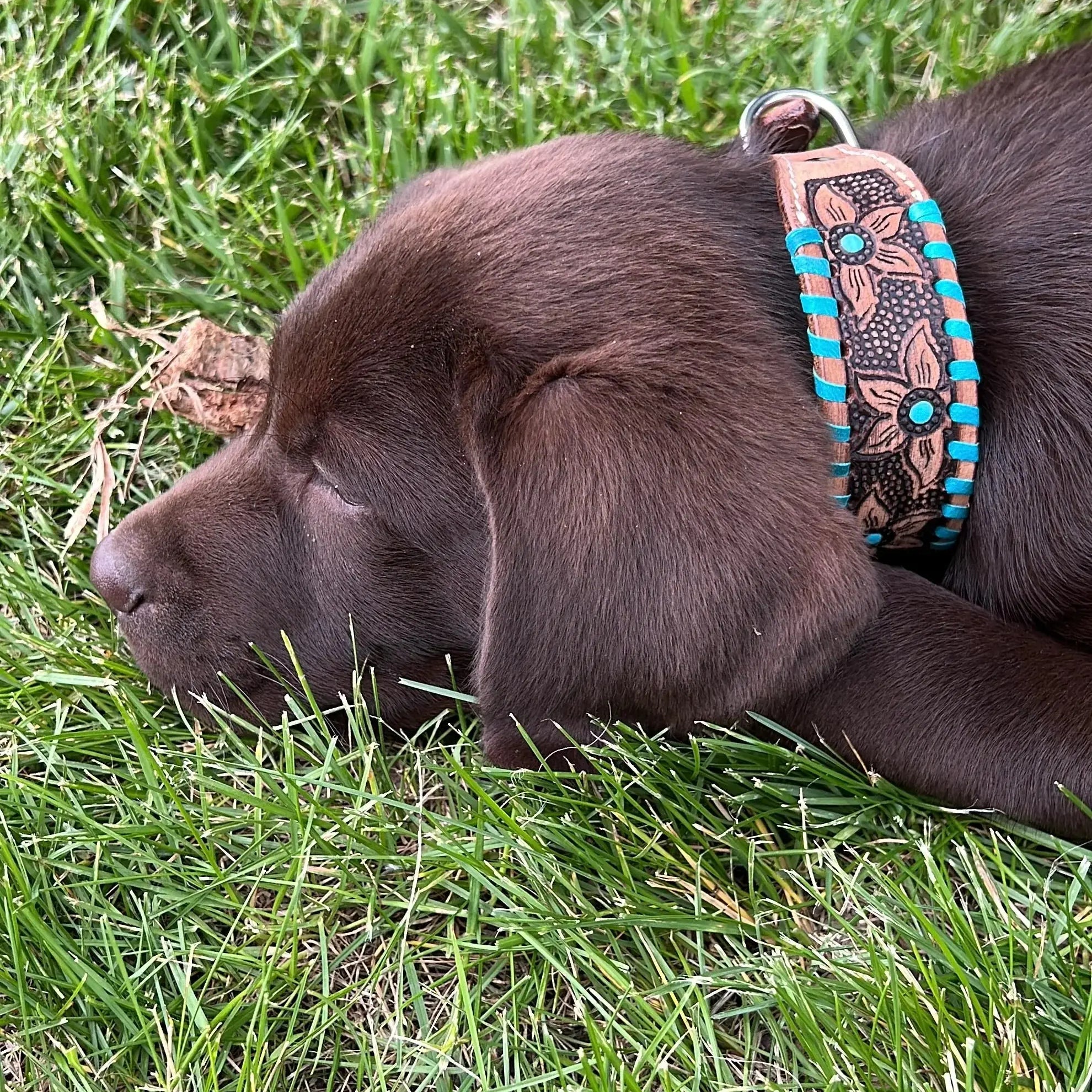 Genuine leather dog collar with teal rawhide Dog
