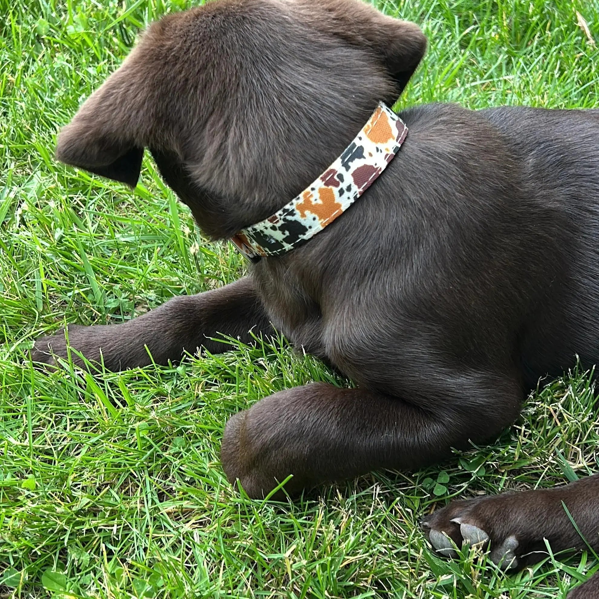 Cow print design nylon dog collar Dog
