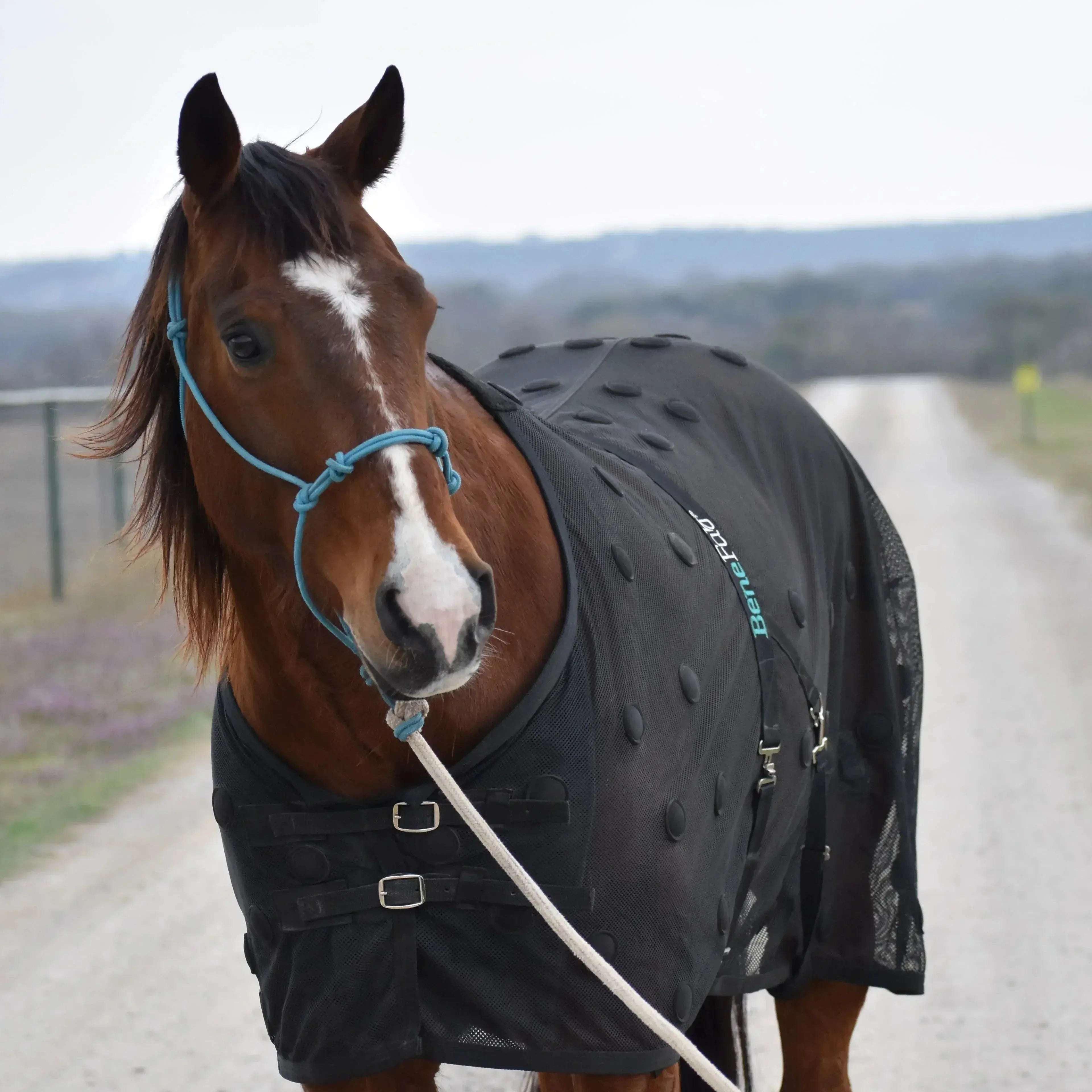 Horse Wearing BeneFab Rejuvenate SmartScrim