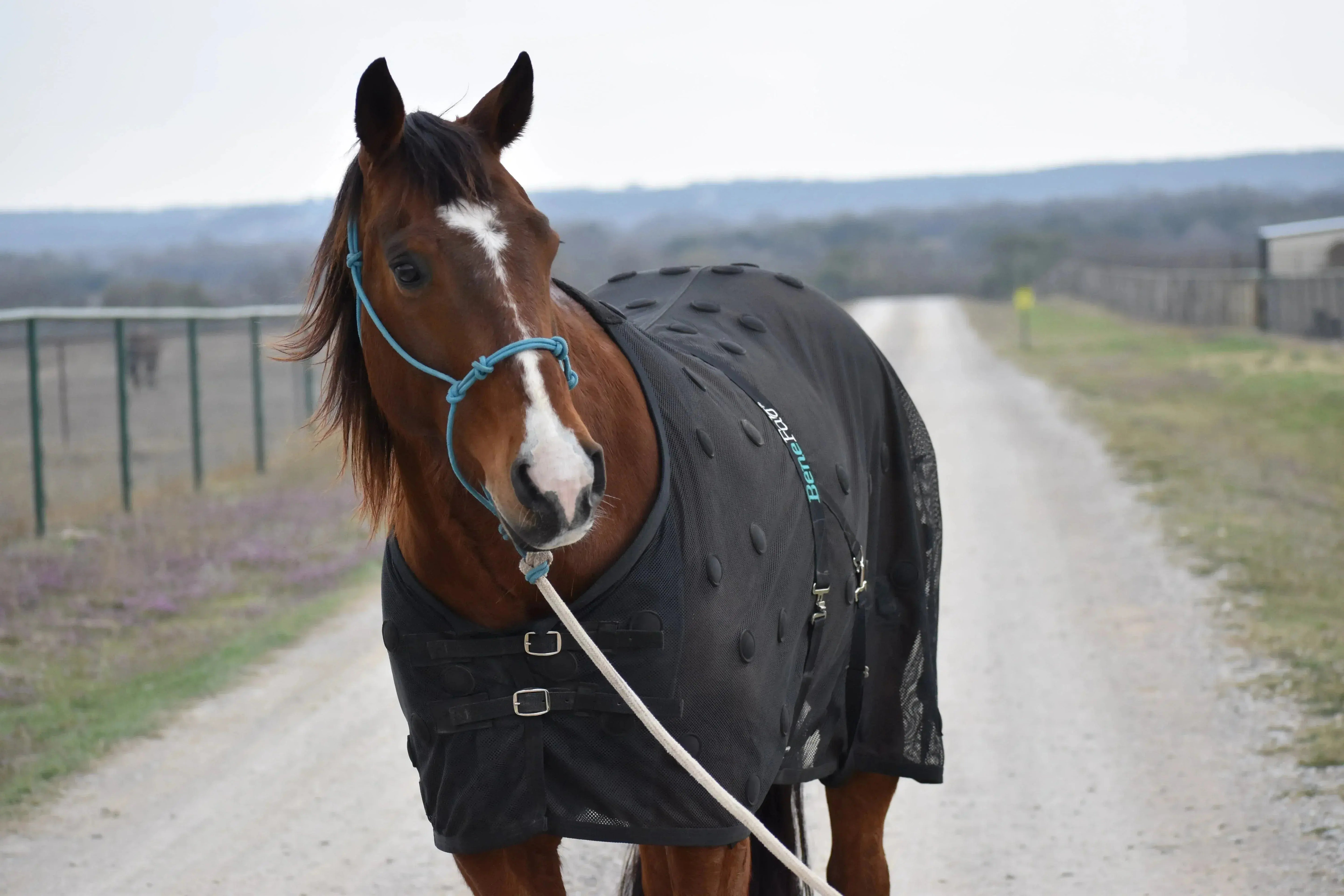 NEW Mini BeneFab Rejuvenate SmartScrim dark gray horse blanket with teal branding