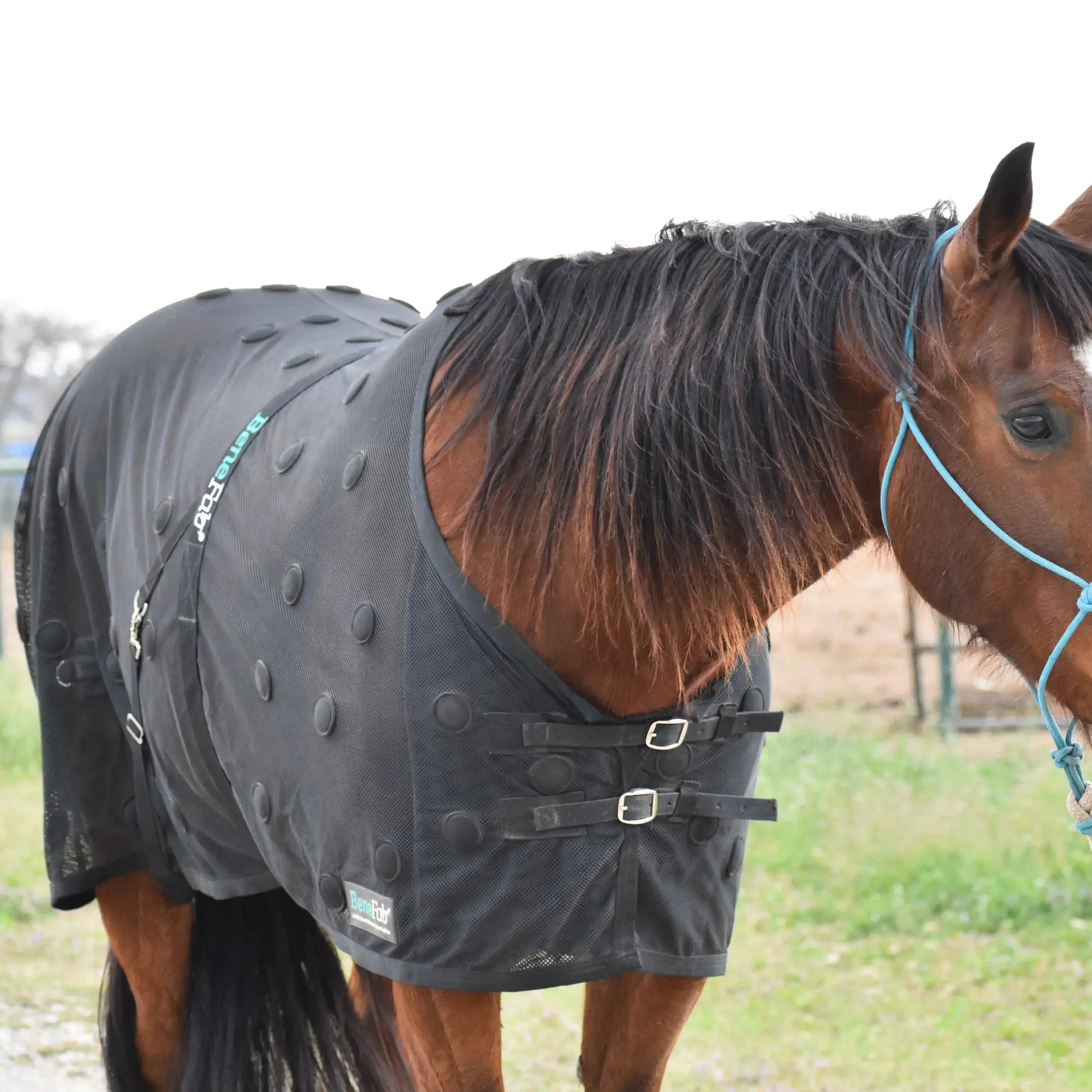Horse Wearing BeneFab Rejuvenate SmartScrim