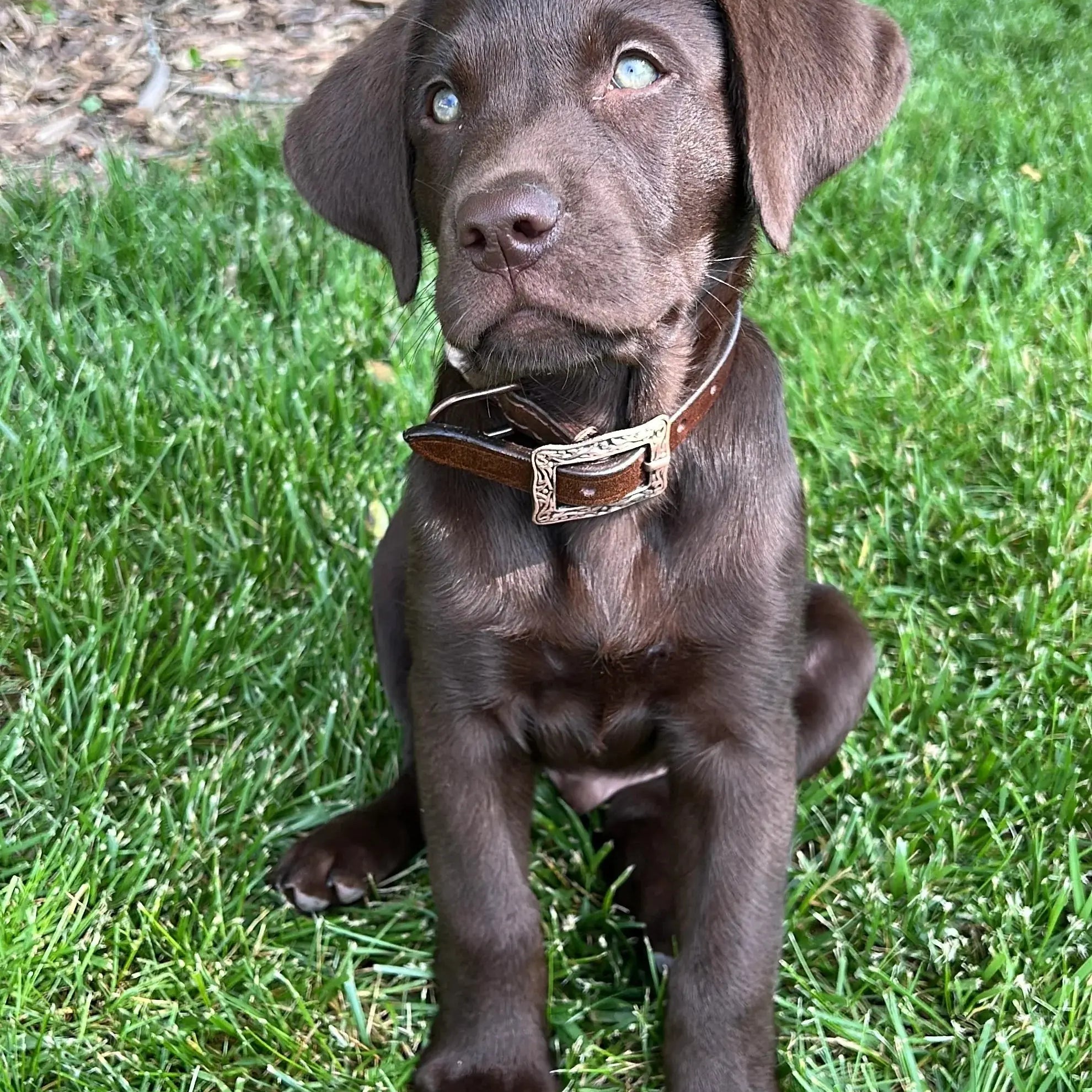 Corded Leather Dog Collar - Tan/Black Dog