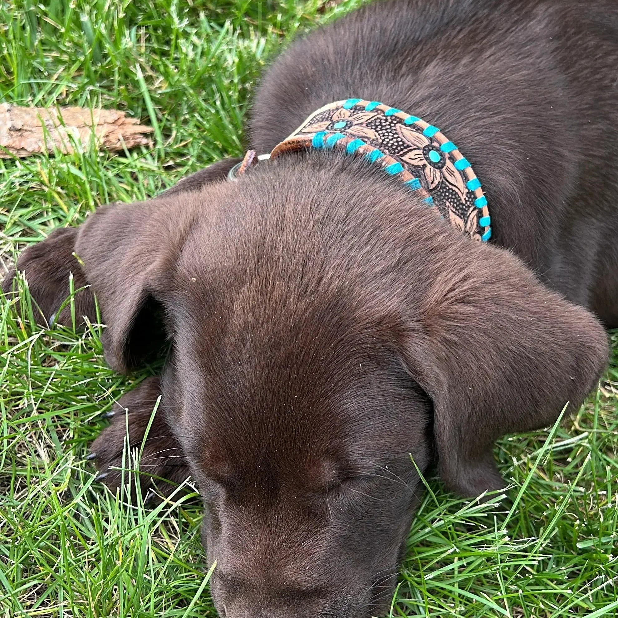 Genuine leather dog collar with teal rawhide Dog