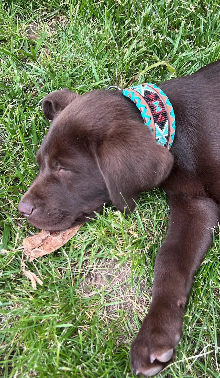 Chocolate brown puppy in teal white burgundy beaded leather dog collar