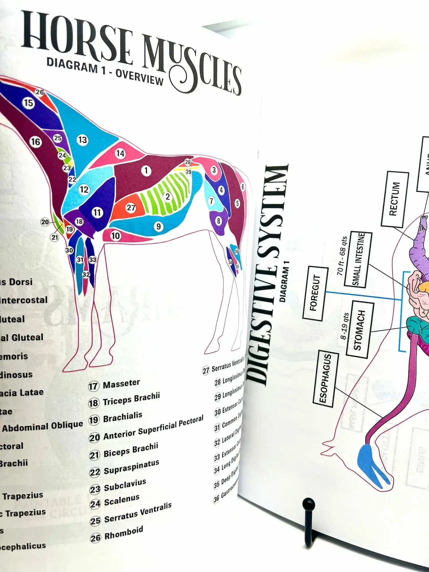 Horse Workbook Vol. II inside