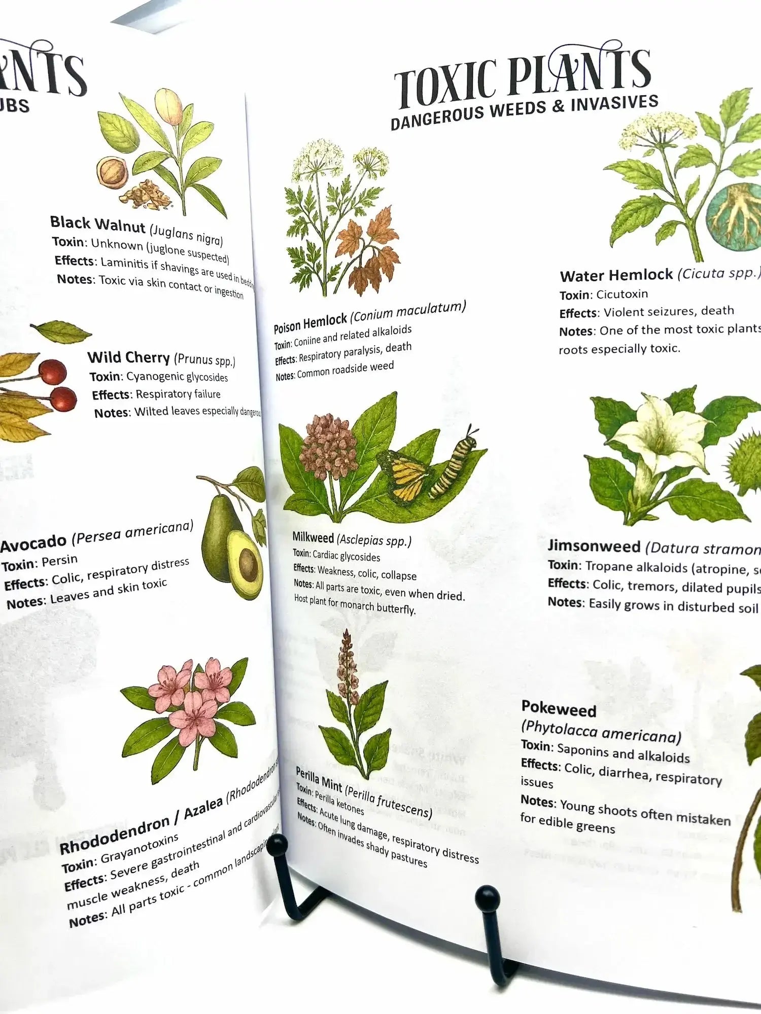 Horse Workbook Vol. II inside