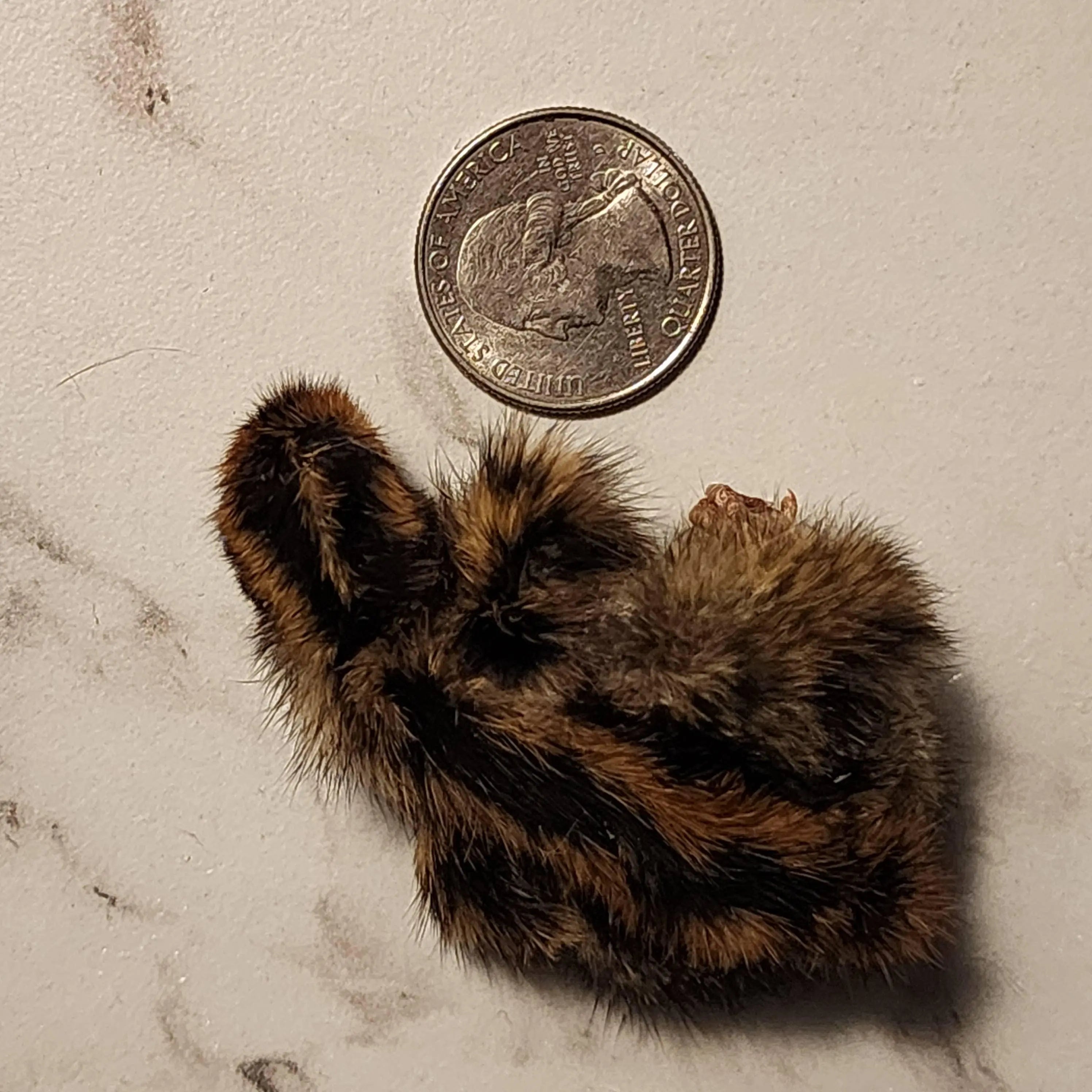 Freeze Dried Quail - Baby Single Dog