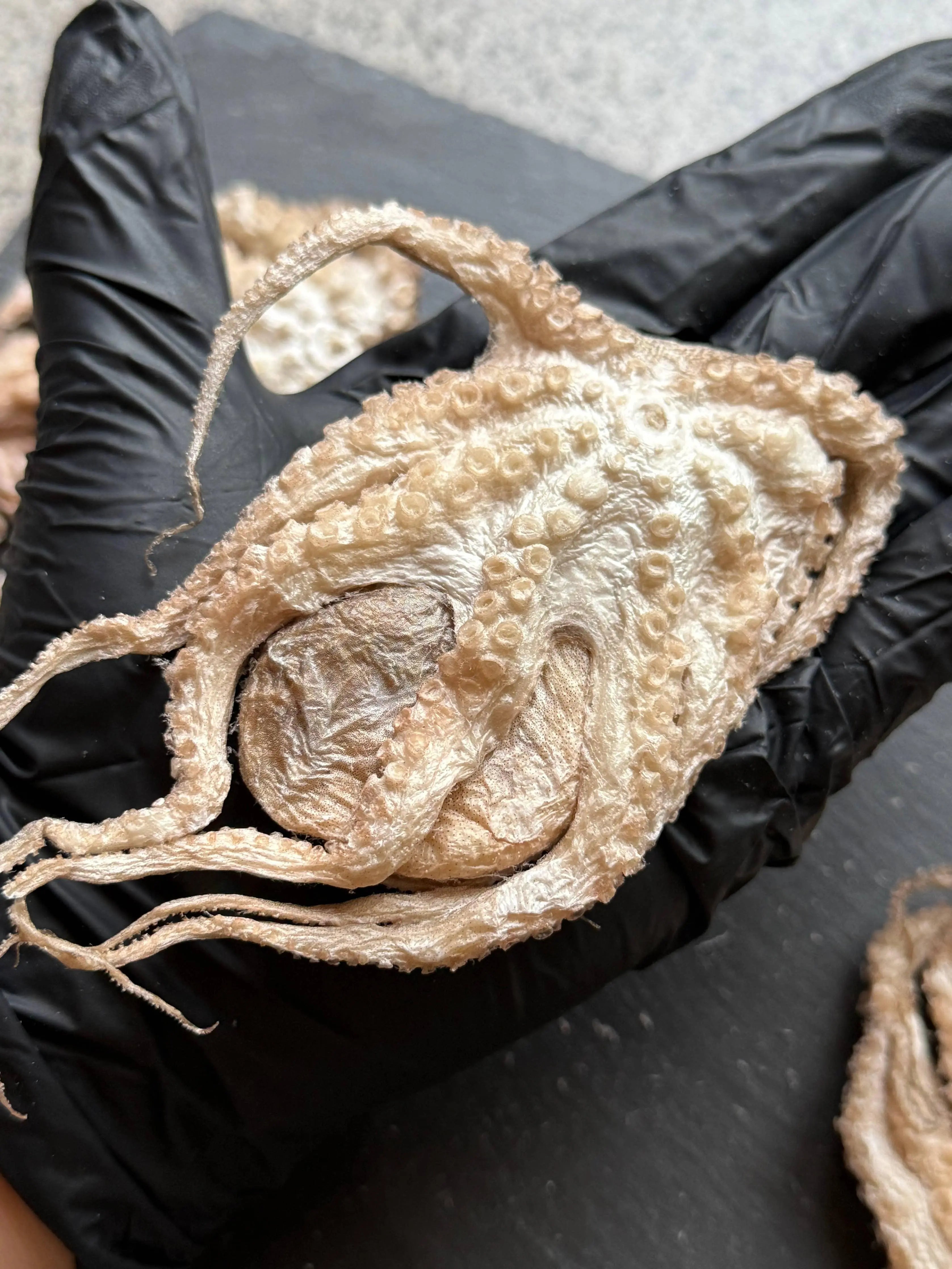 Baby Octopus - Freeze-Dried