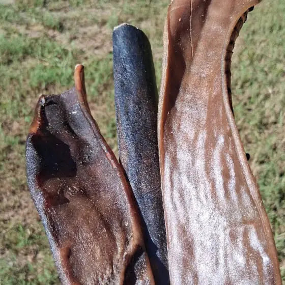 Camel Skin 12" close up