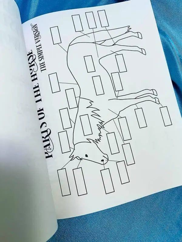 Beginner Rider Lesson Plan Horse